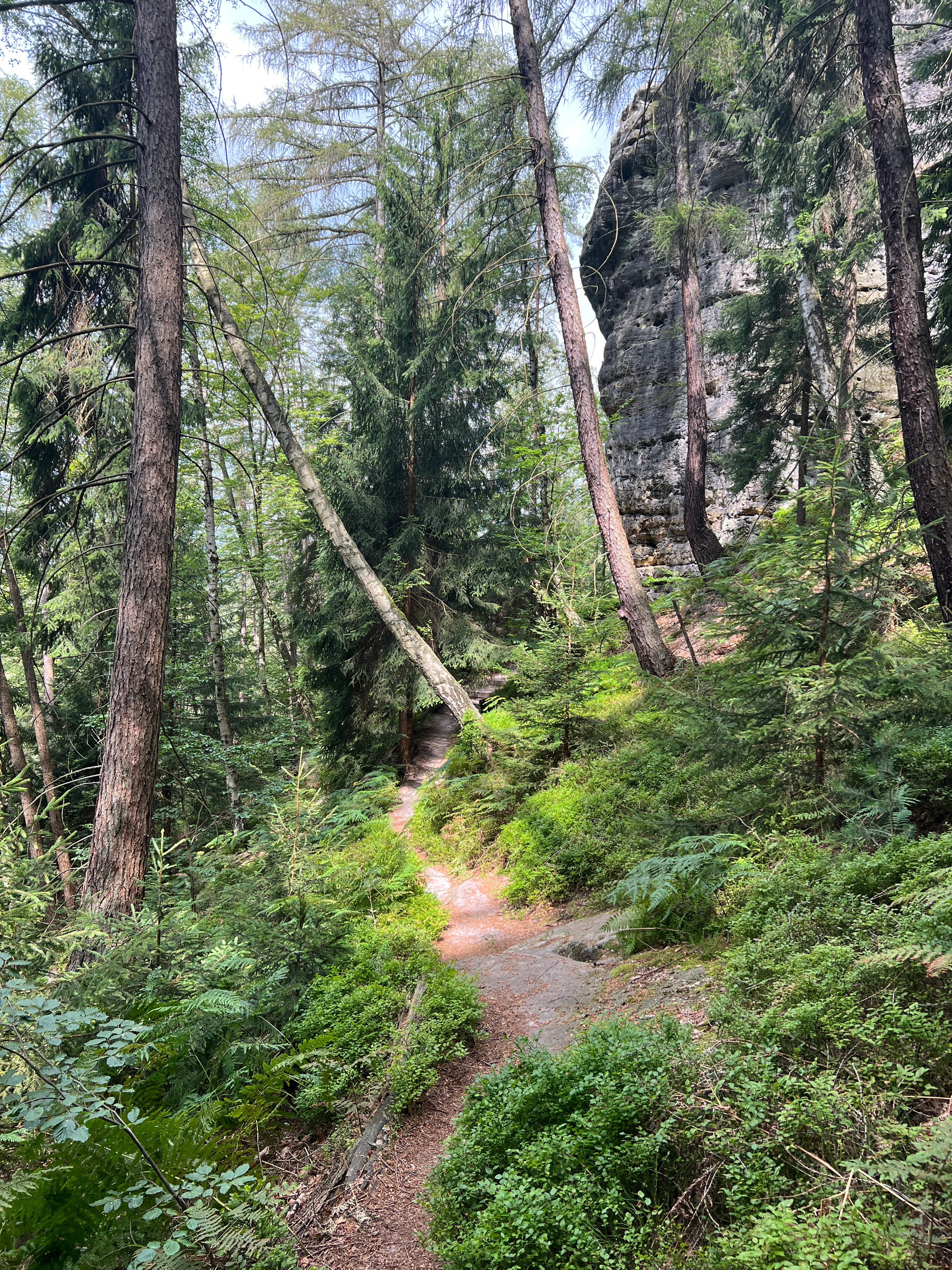 Narrow dirt hiking trail through dense green forest with tall trees and a large sandstone rock formation in the background