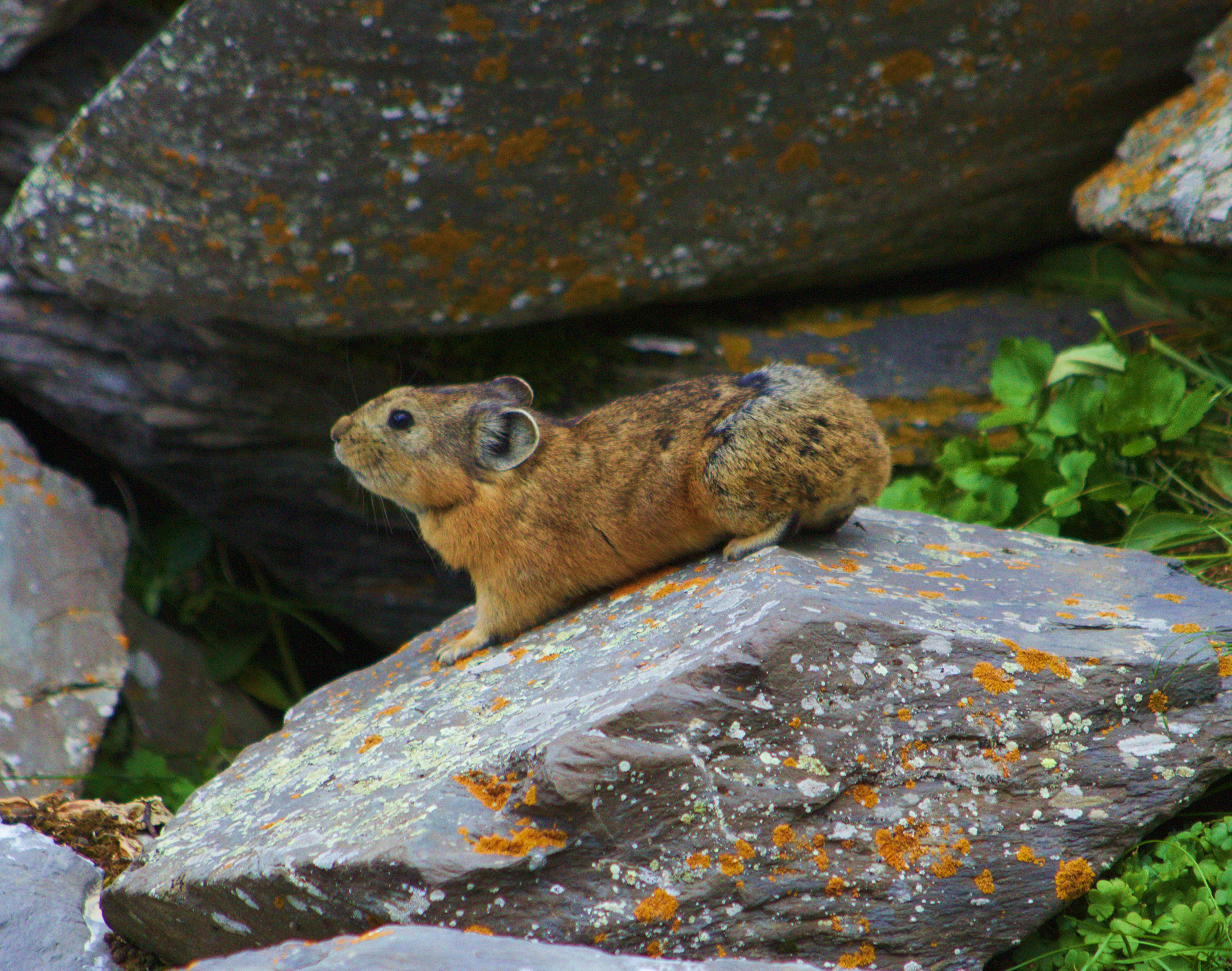 Brown alpine pika on rock with orange lichen