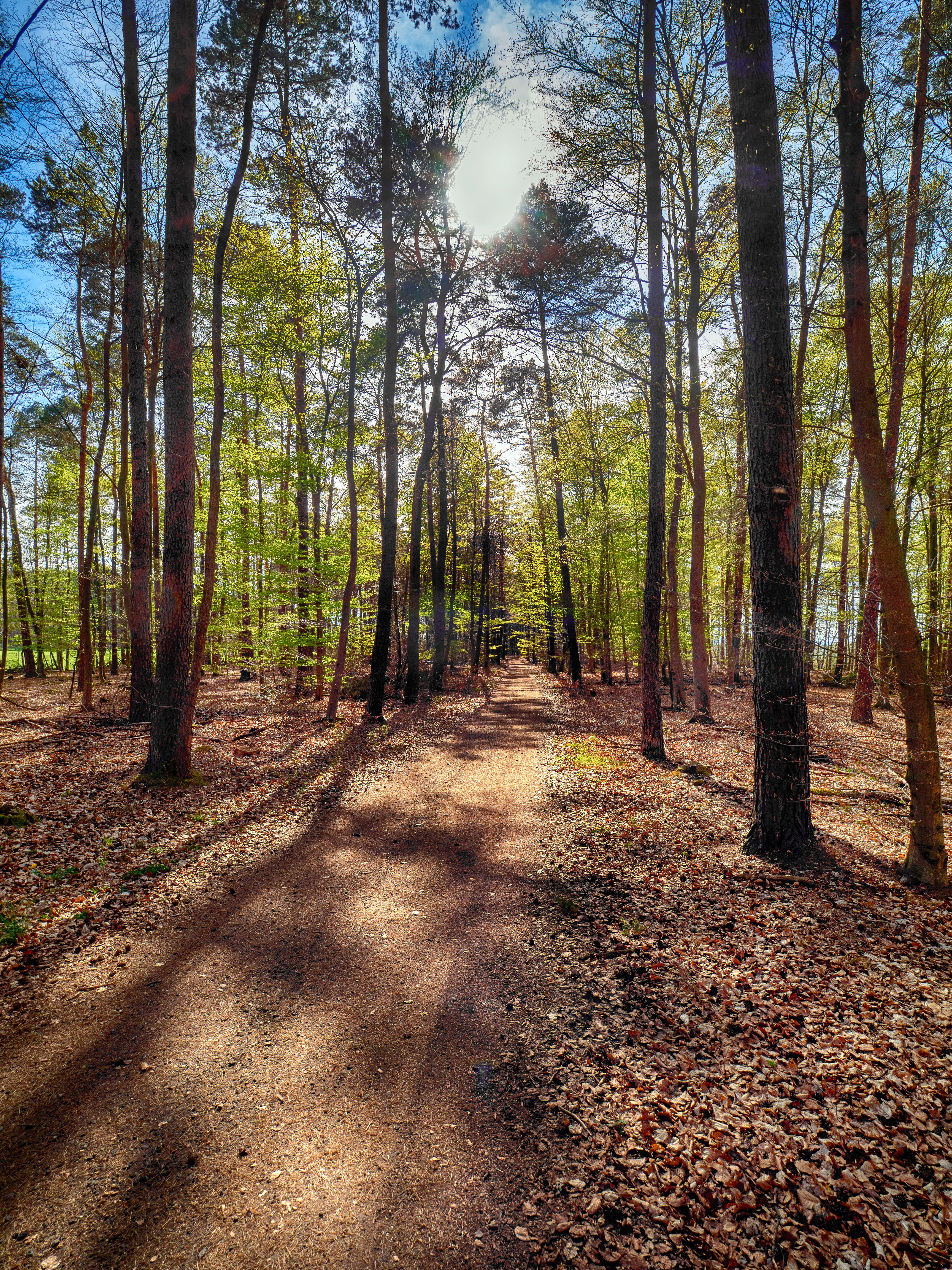 A dirt path leads into a dense forest with tall trees casting long shadows, with sunlight filtering through the canopy above.