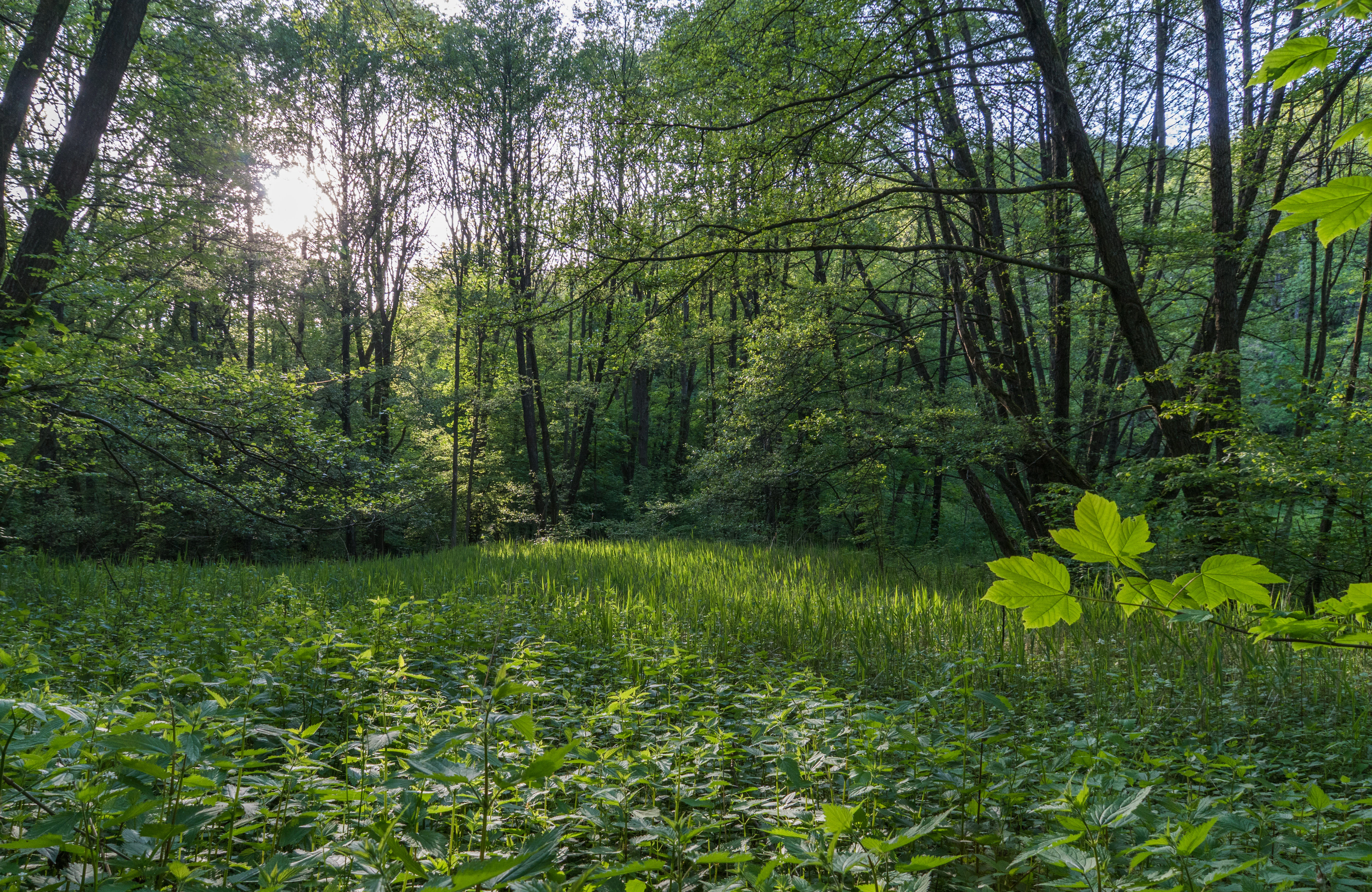 A lush green wetland scene featuring dense deciduous forest foliage, tall grasses, and dappled sunlight breaking through the trees.