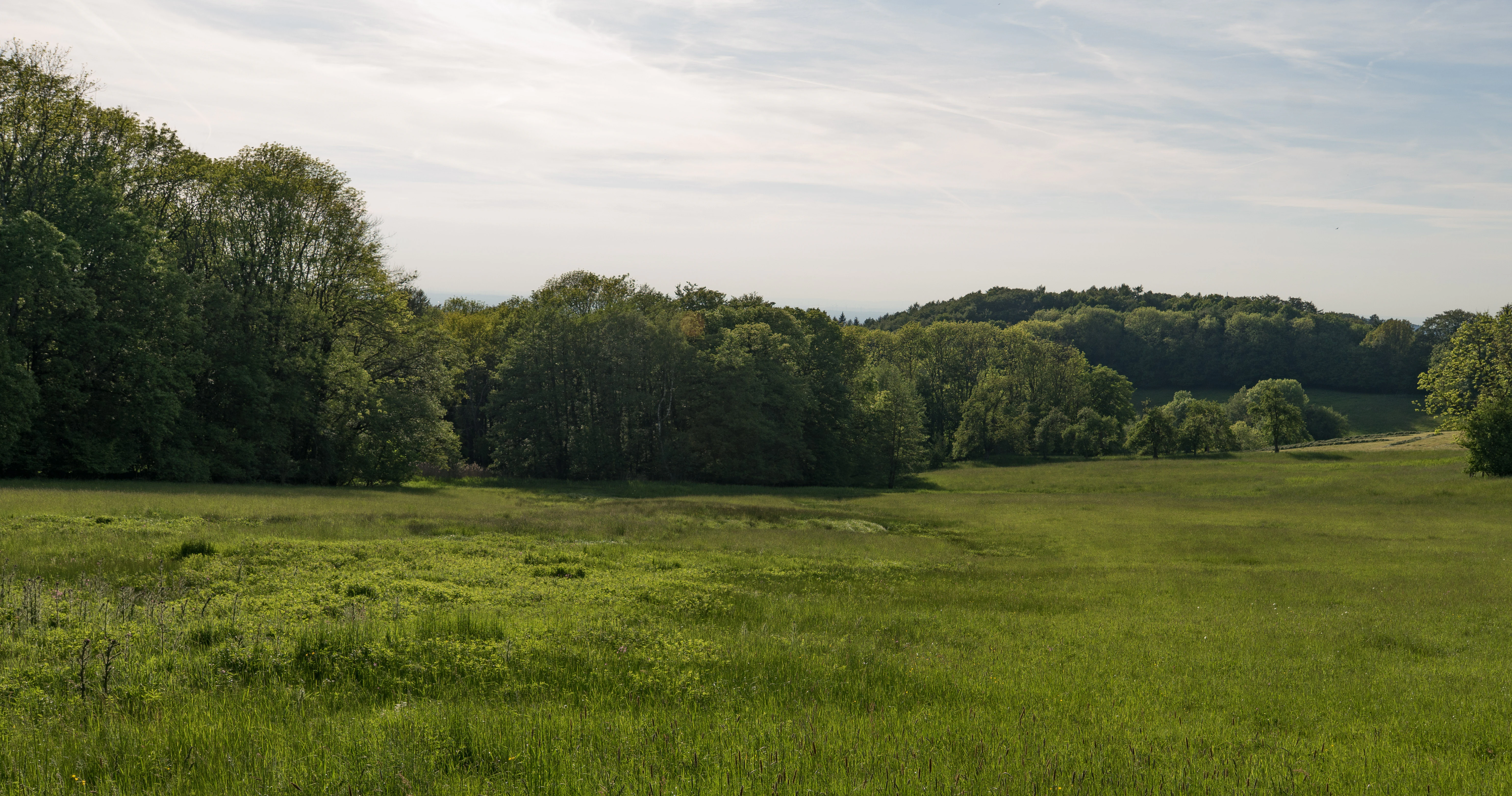 A wide view of a bright green meadow bordered by dense mixed forest under a soft, overcast sky.