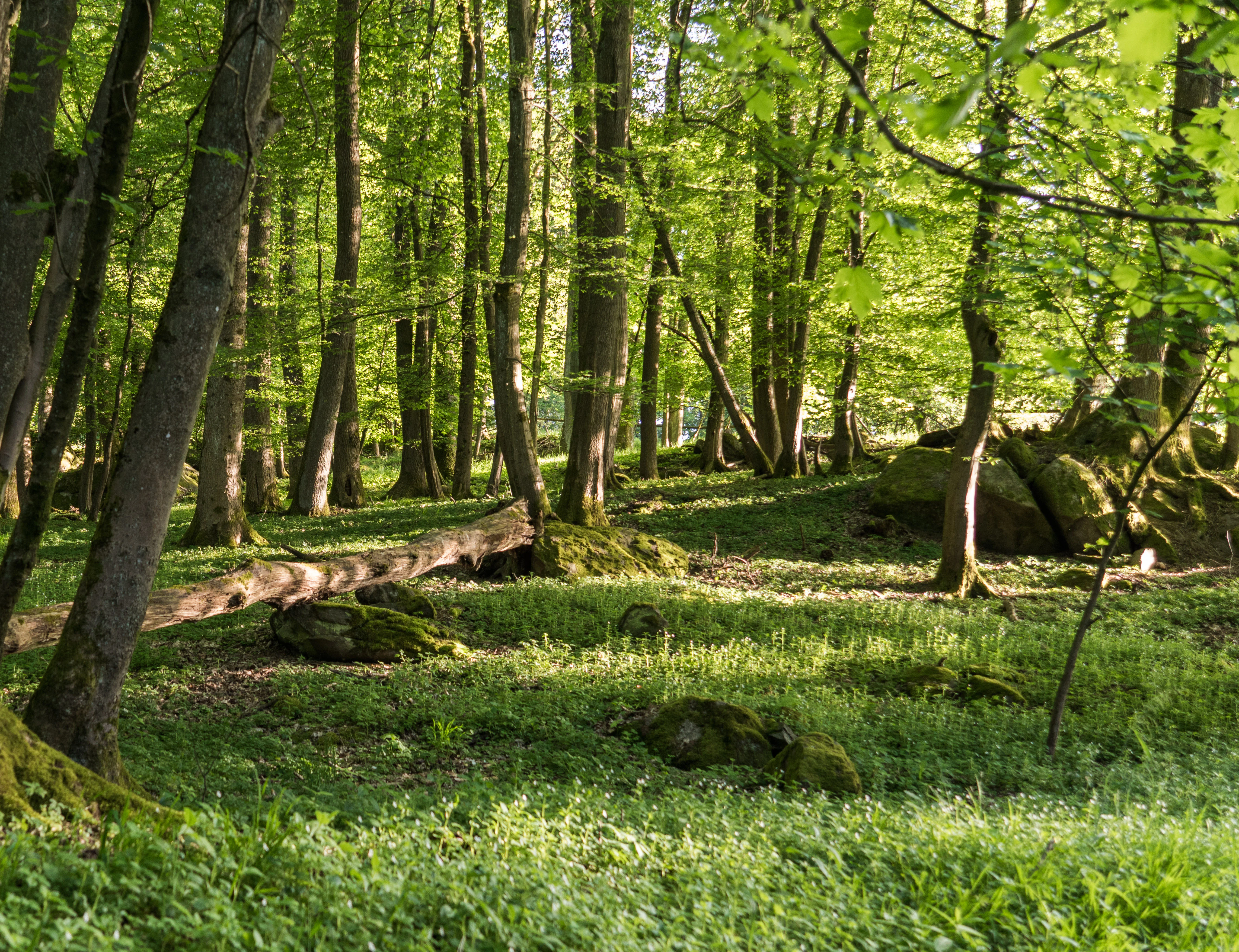 A bright, sunny deciduous forest with tall tree trunks, a carpet of green ground vegetation, and mossy rocks scattered on the forest floor.