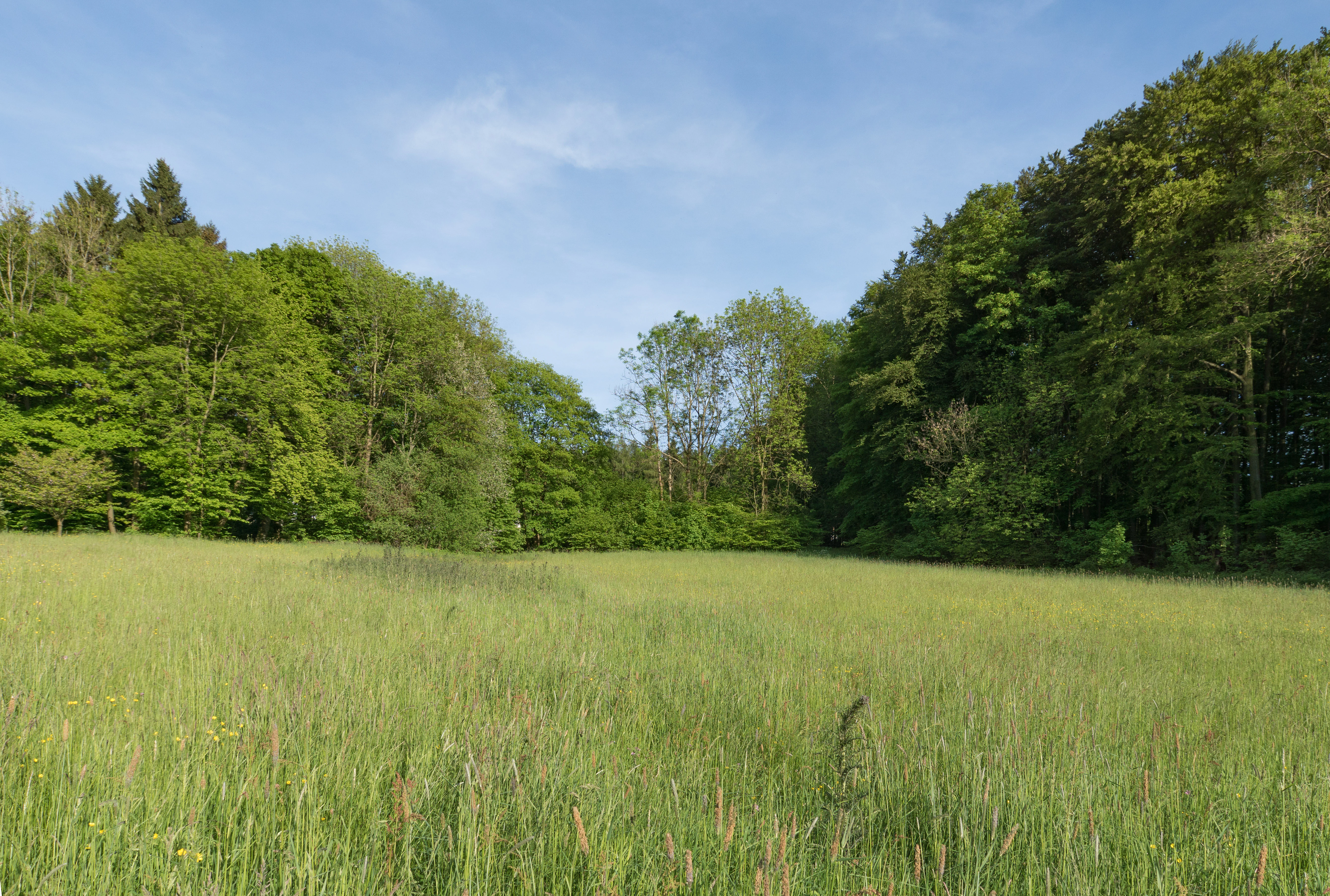 A wide, green grassy meadow bordered by lush deciduous trees under a clear blue sky.