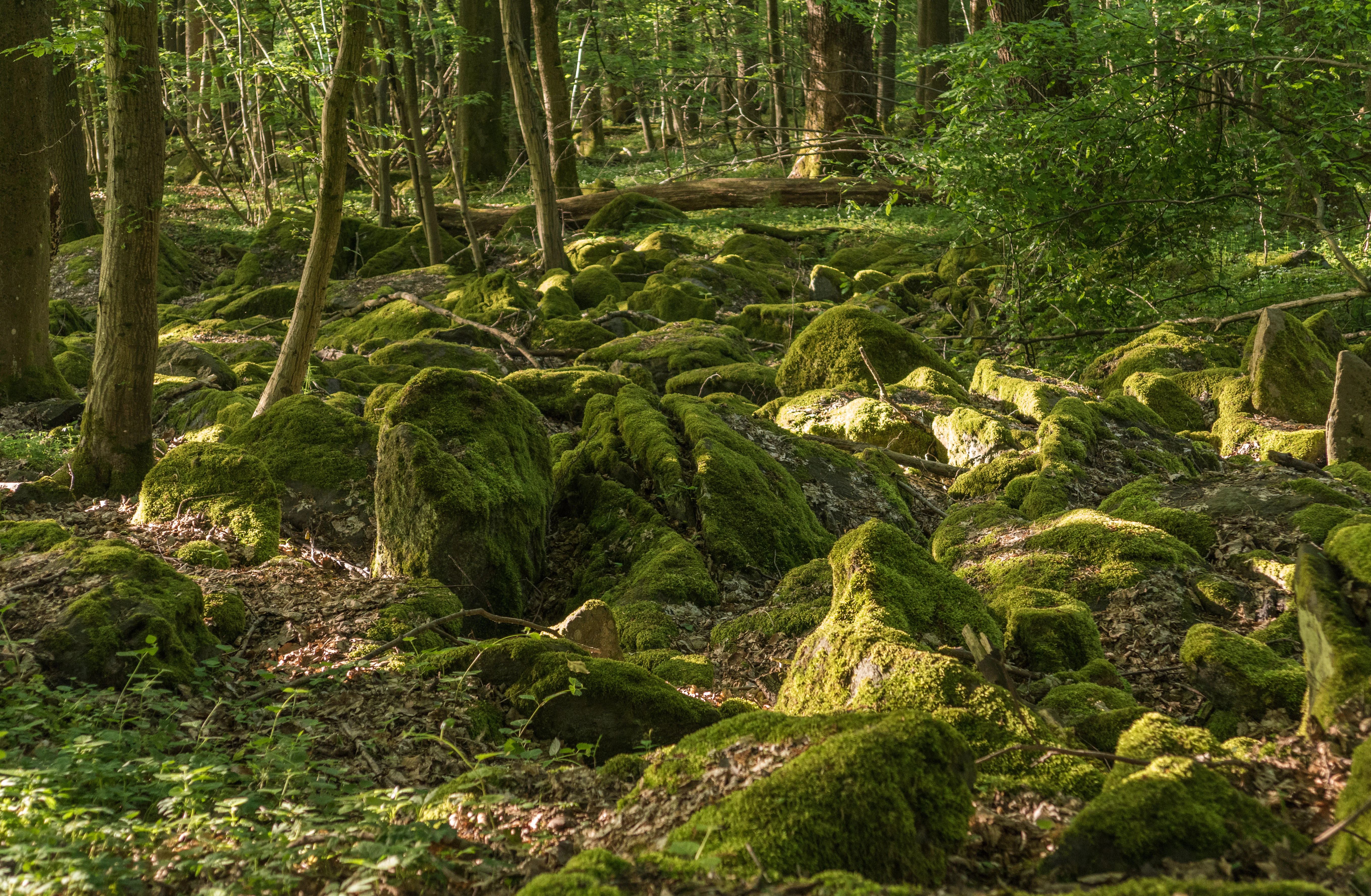 A forest floor covered in large, mossy boulders beneath a canopy of green trees.