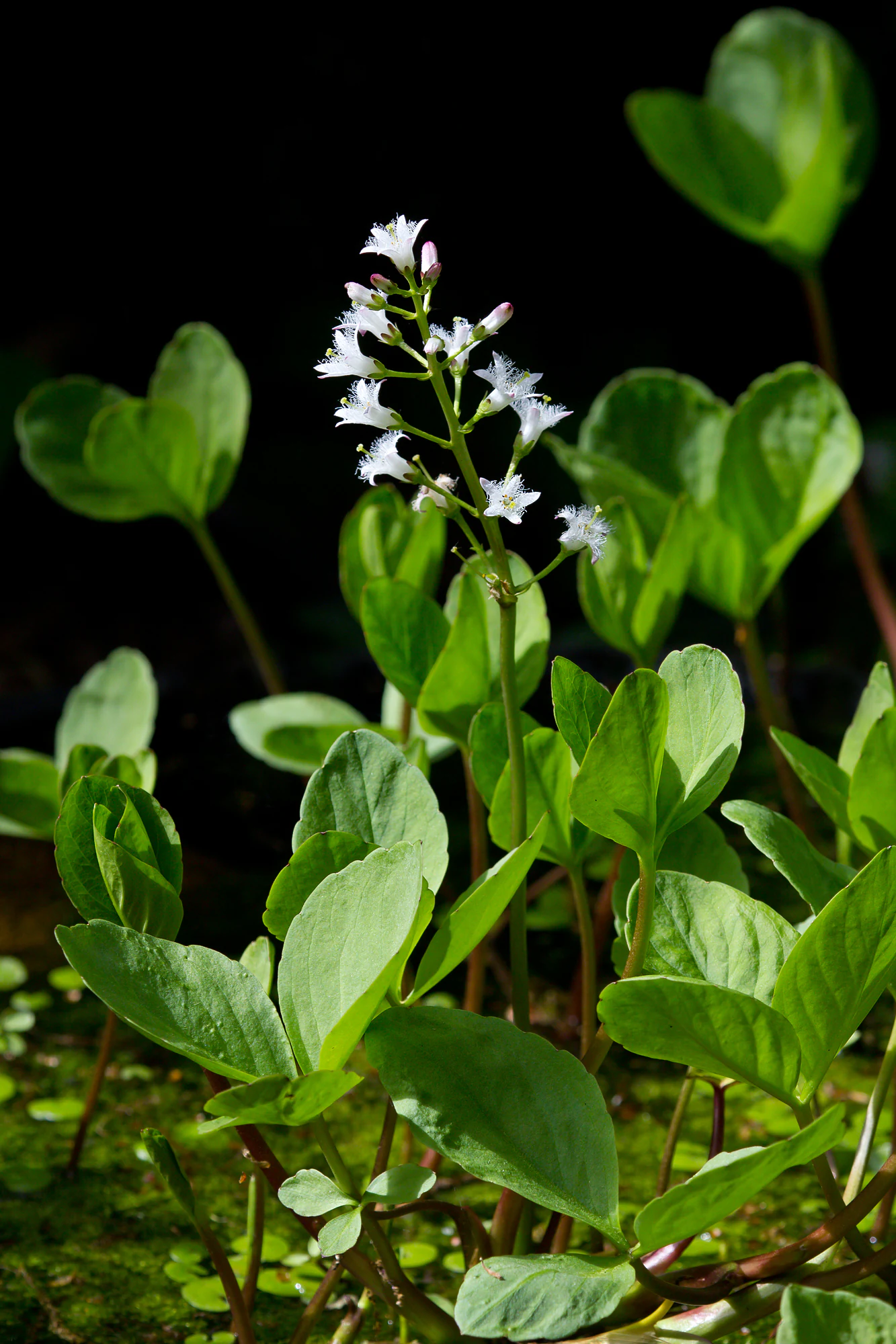 A close-up view of a bogbean plant with its trifoliate green leaves and a central, upright stalk bearing clusters of small, white, fringed flowers against a dark background.