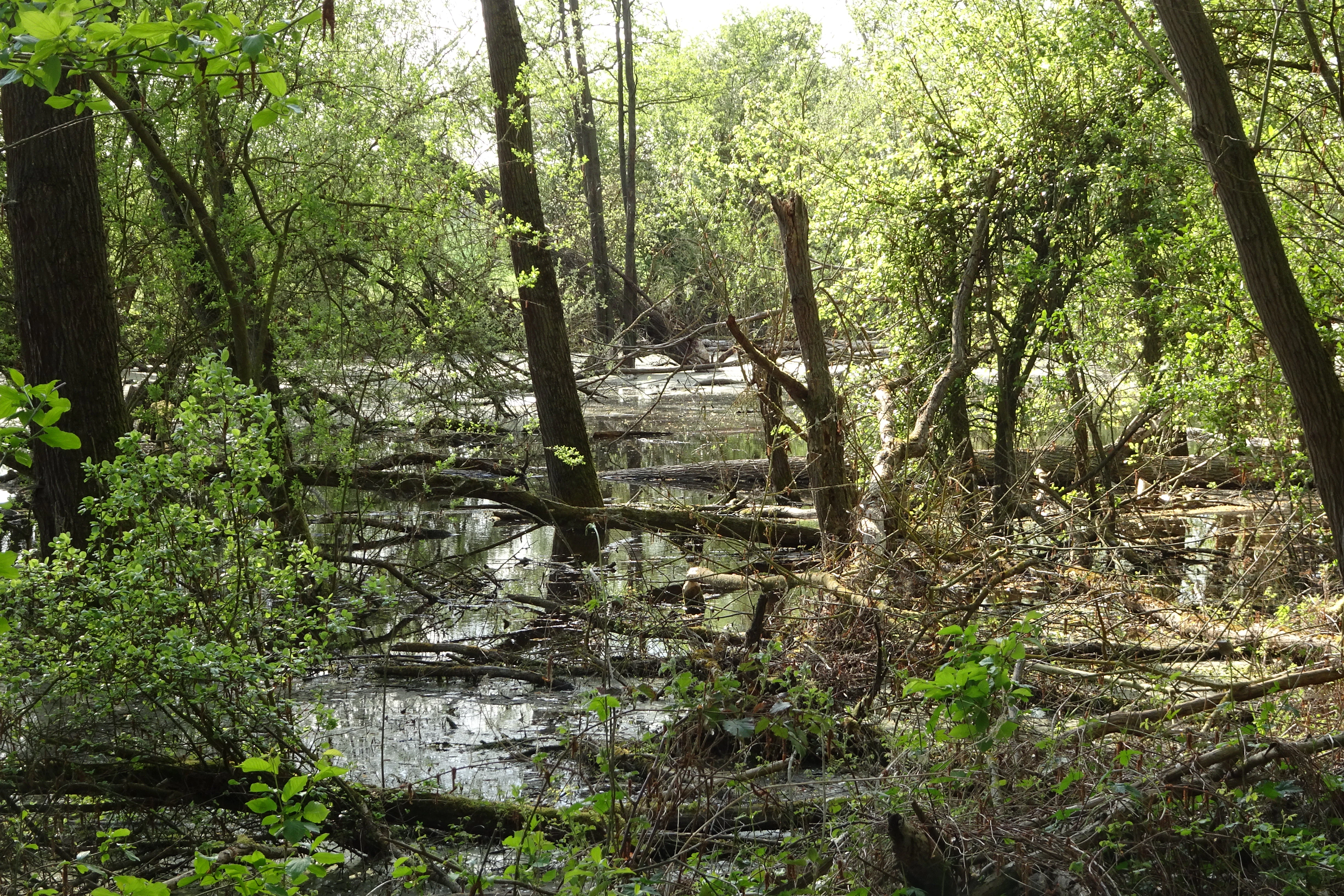 A swamp forest scene with standing water, green trees, and numerous fallen logs and branches.