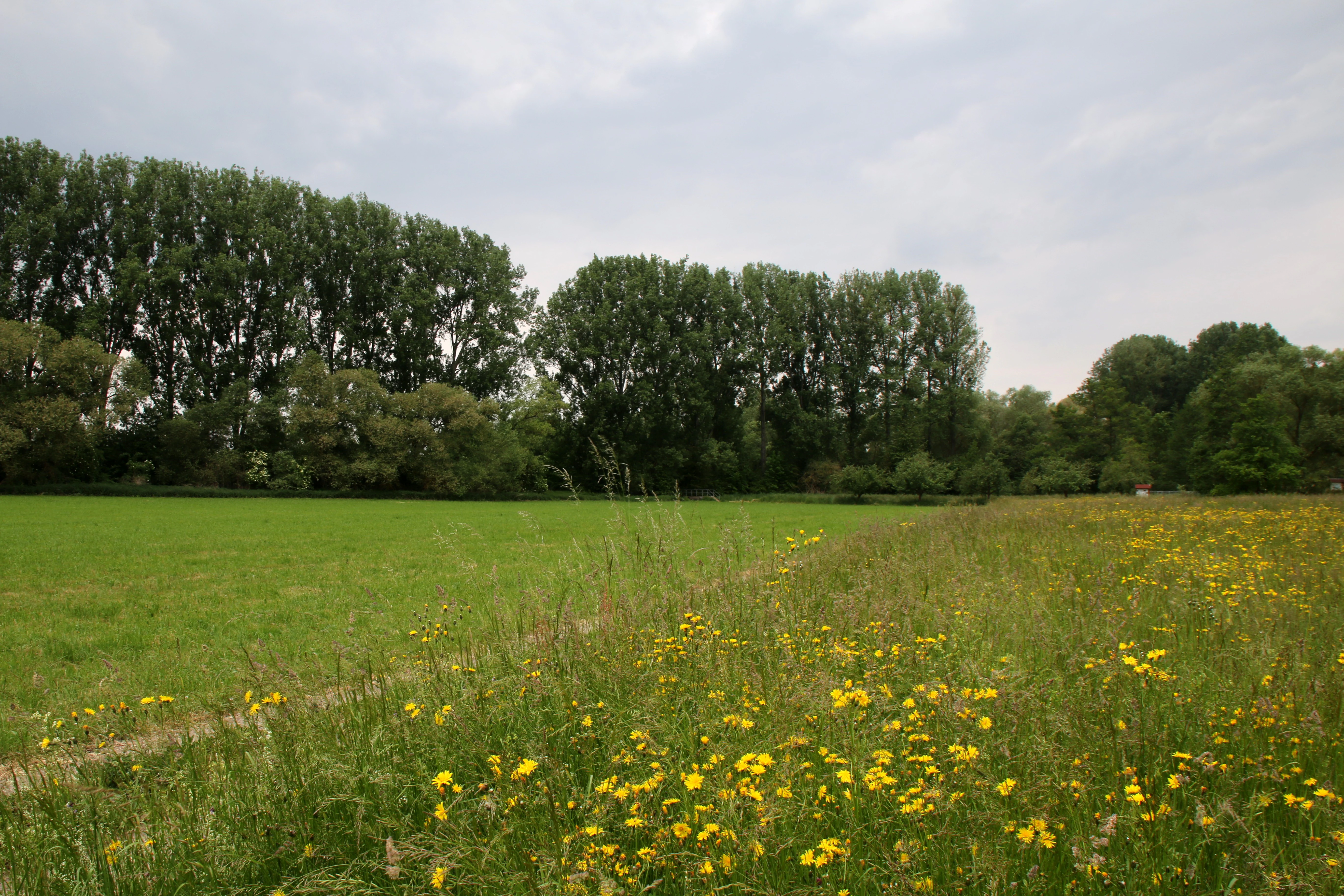 A green meadow with yellow wildflowers in the foreground leading to a line of tall trees under a cloudy sky.