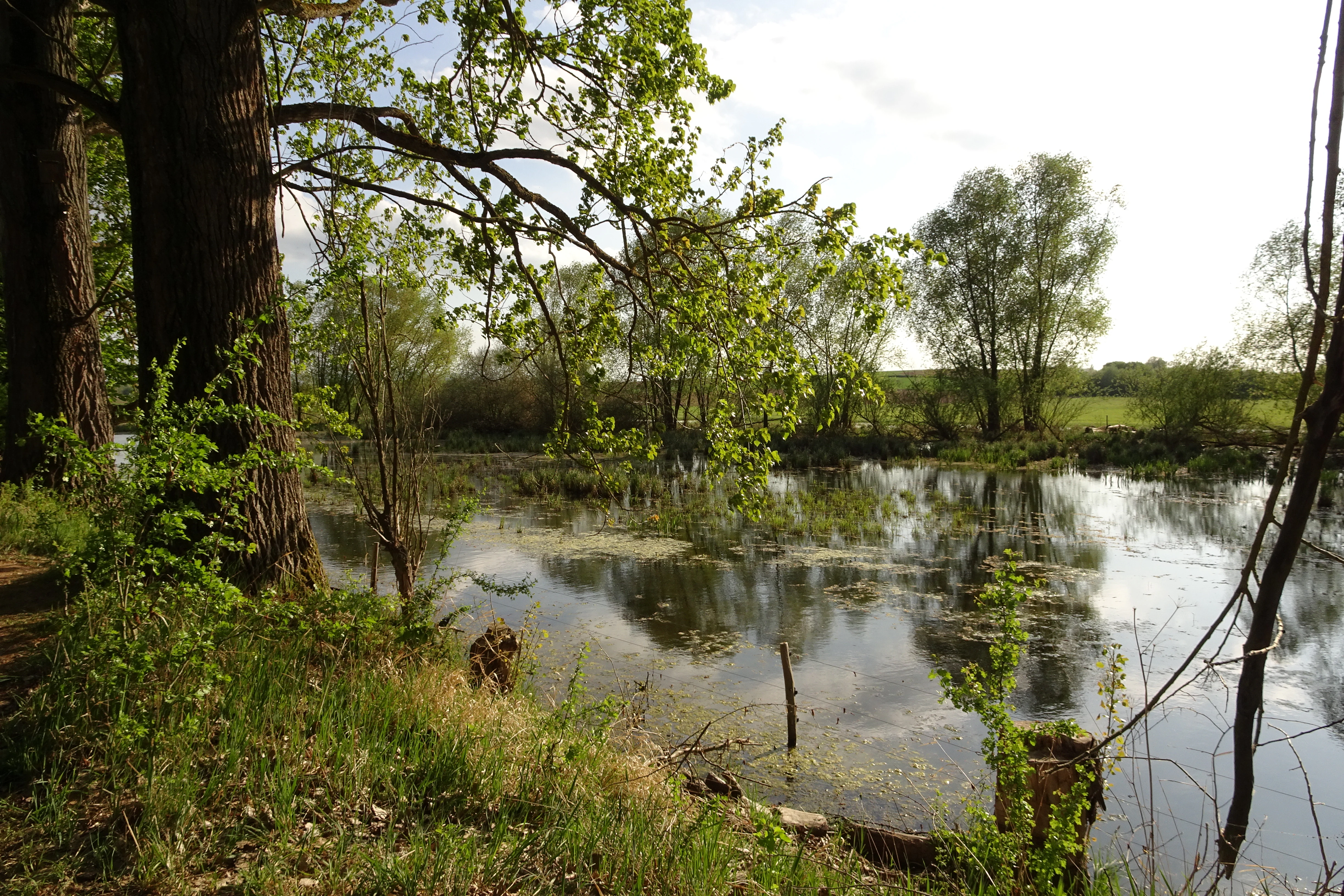 A calm body of water reflecting the sky and surrounding trees, with large tree trunks in the foreground and a grassy bank.