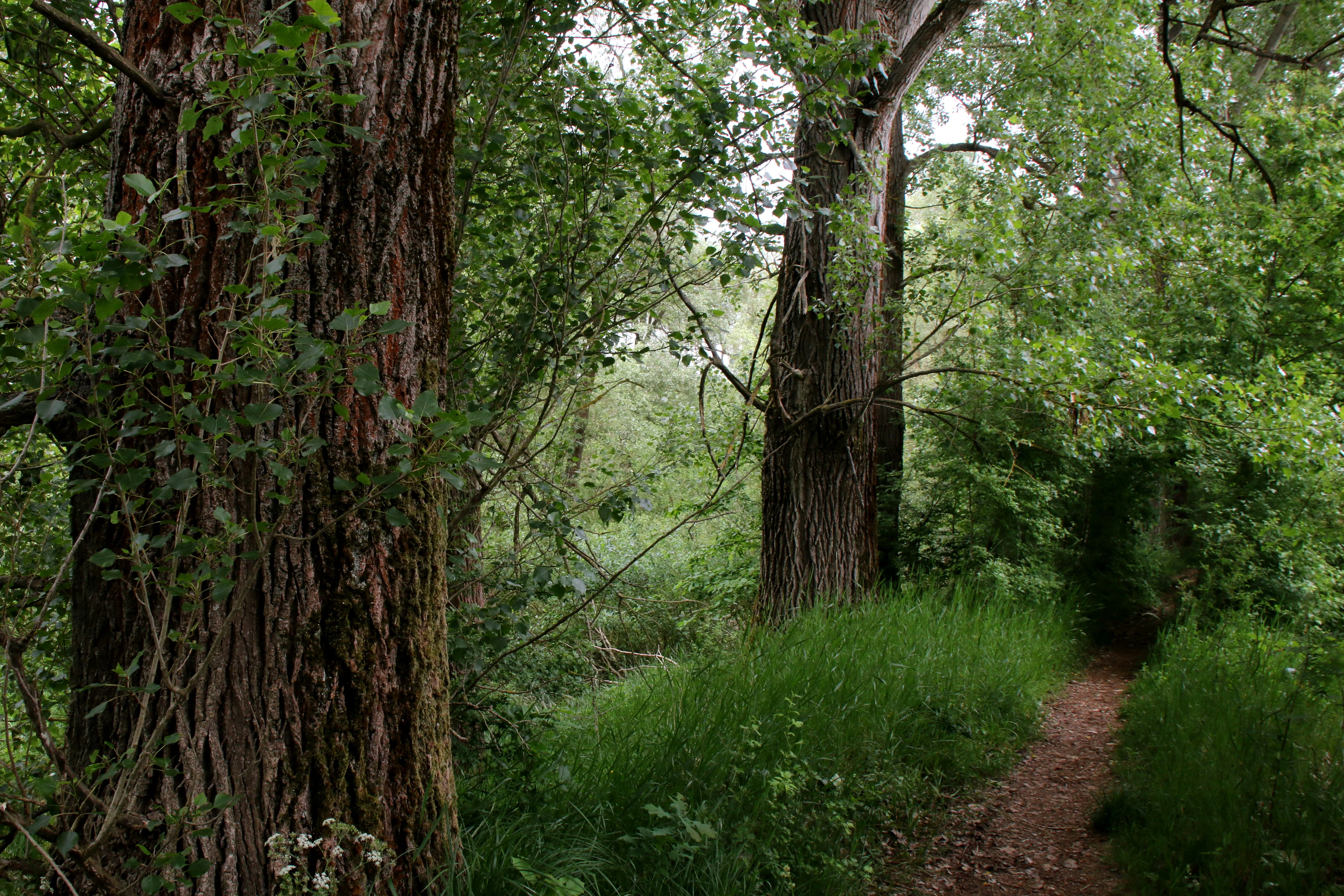A narrow dirt trail winding through a dense forest with large tree trunks and lush green vegetation.