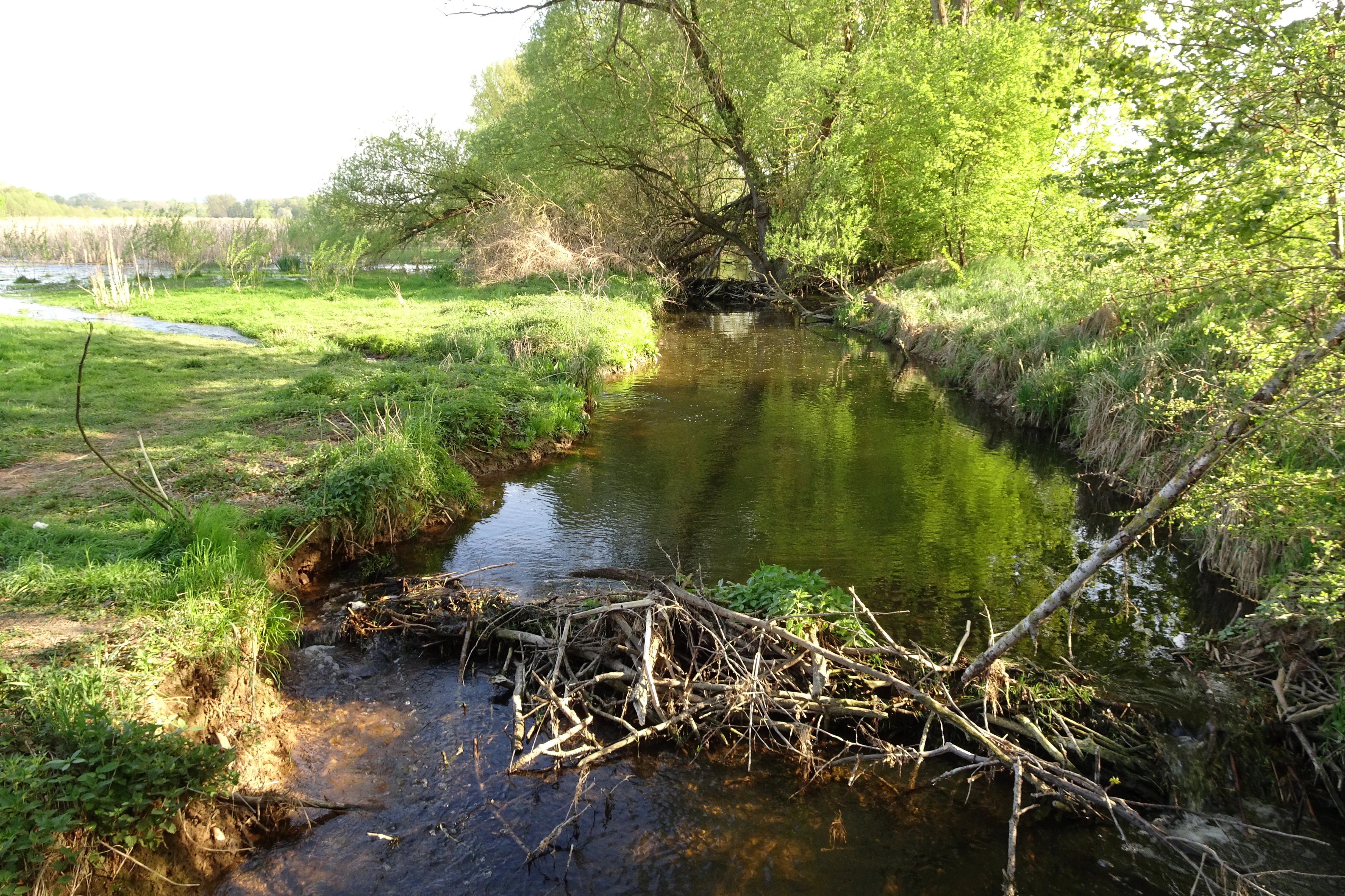 A small stream flowing through a green landscape with a beaver dam made of sticks and branches in the foreground.