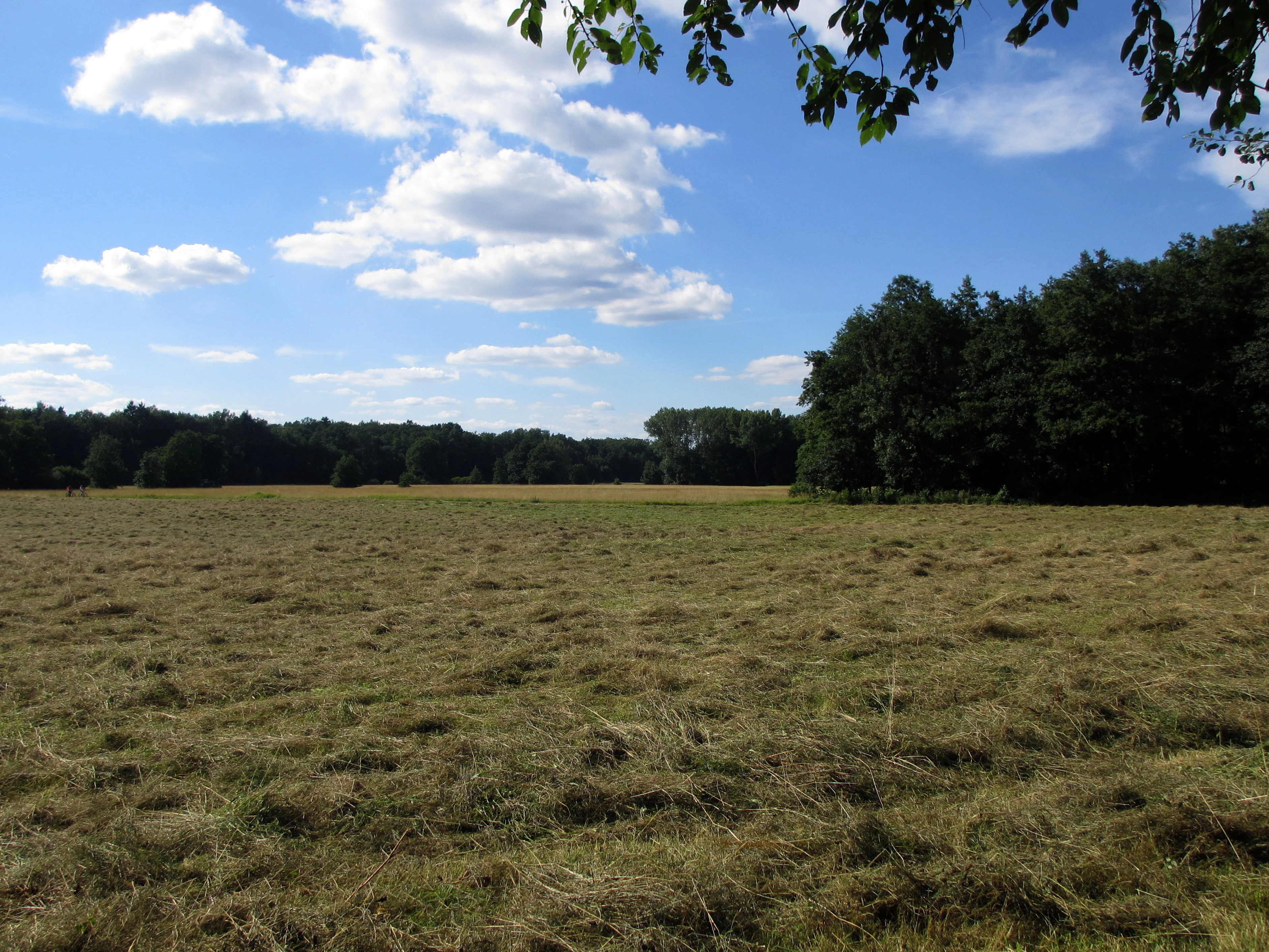 A wide, flat, mowed meadow in the foreground with a dense, dark green forest border in the middle ground under a blue sky with scattered clouds.