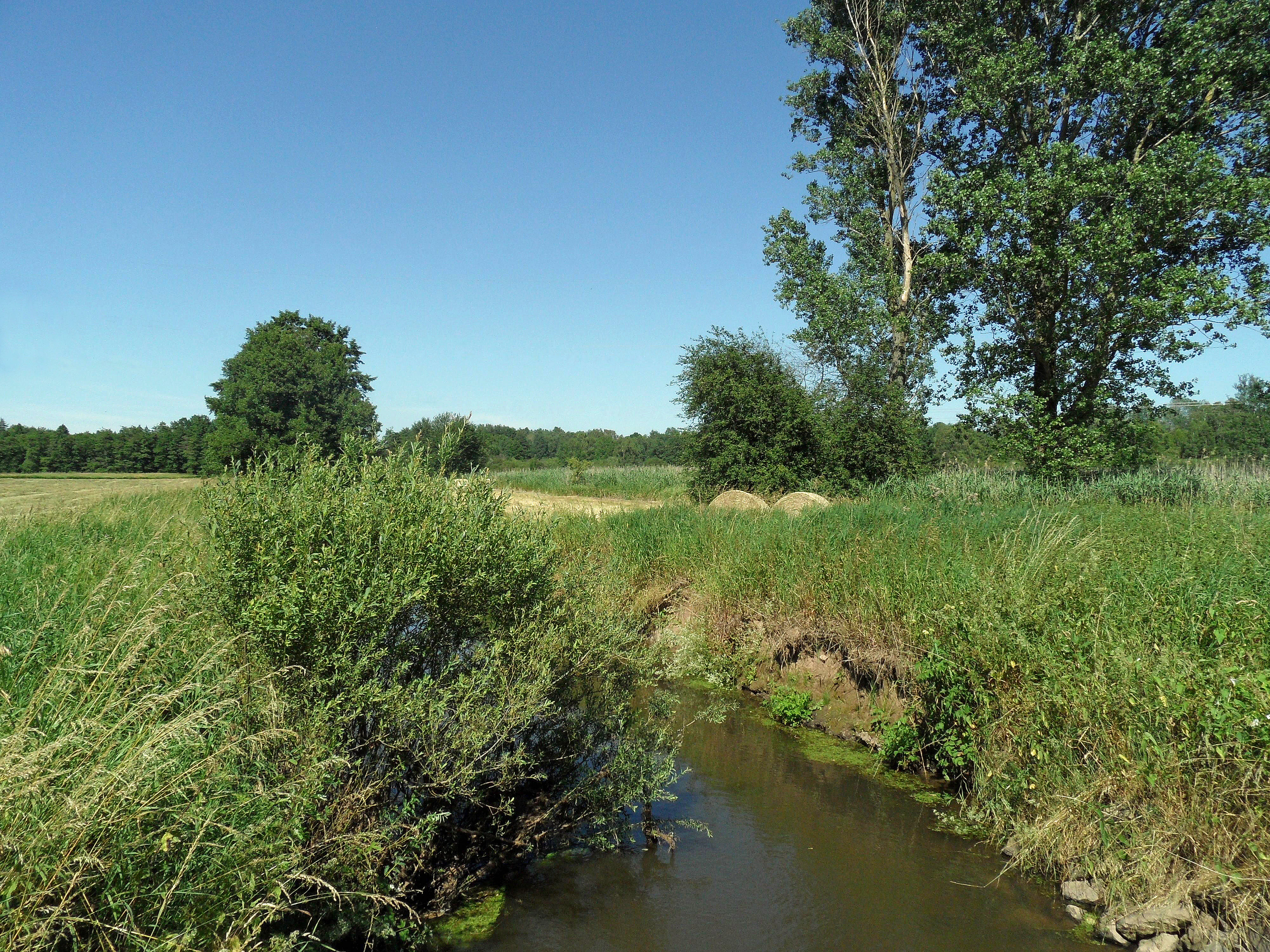 A small, calm stream flows through a lush, green wetland area surrounded by trees and grasses under a clear blue sky.