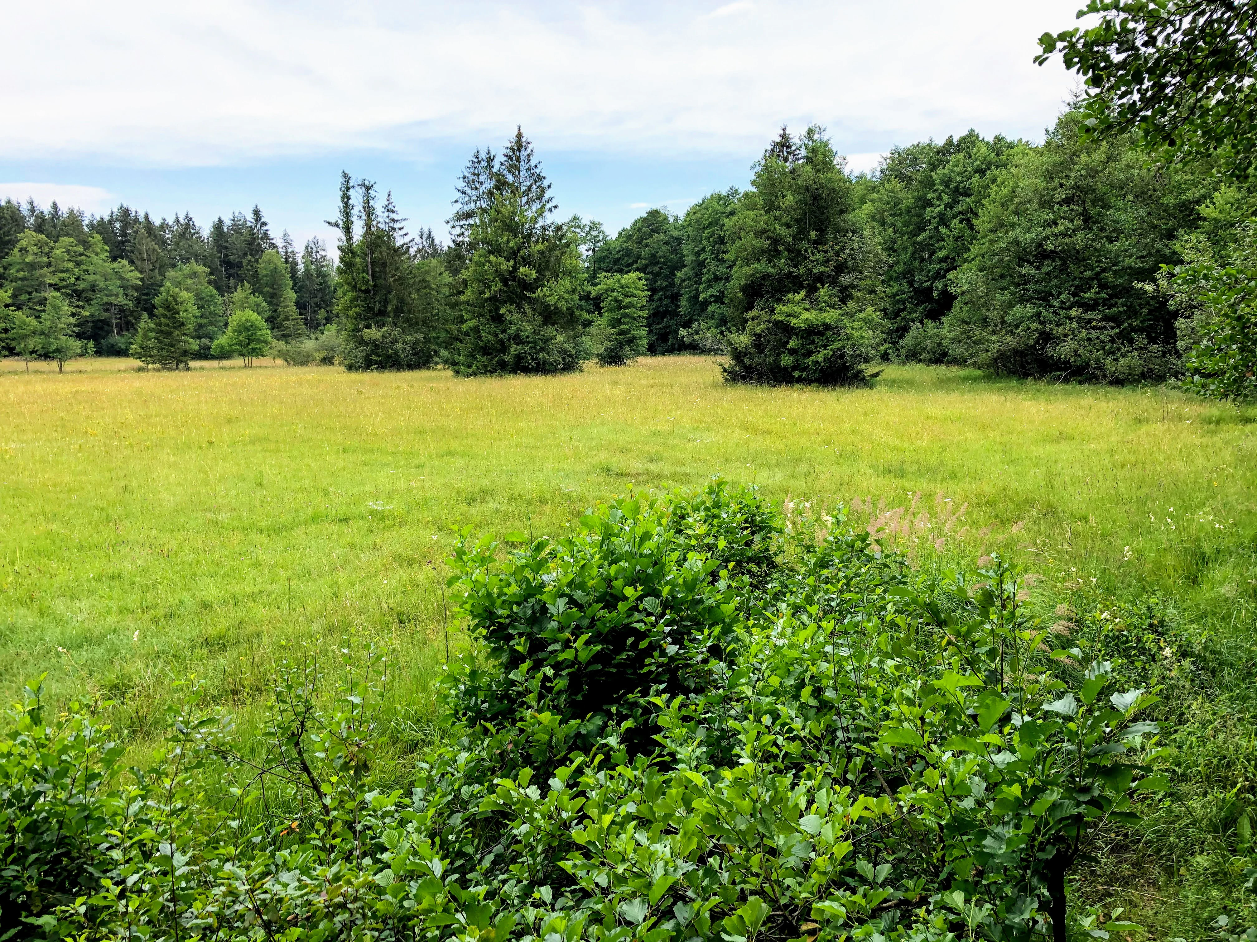A wide, grassy meadow landscape featuring scattered spruce and deciduous trees under a light overcast sky.