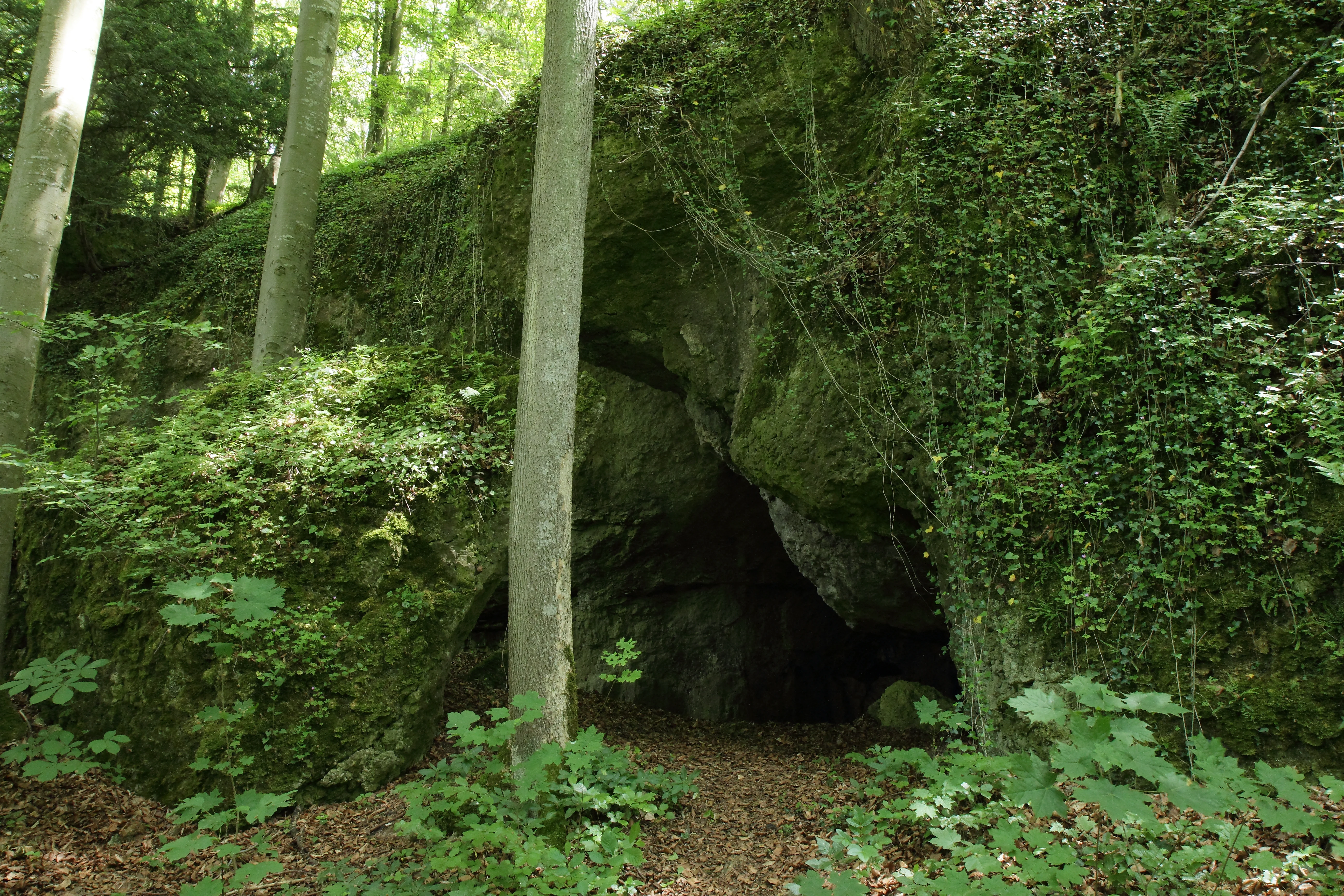 A low, arched cave entrance set into a mossy, ivy-covered limestone rock face surrounded by dense deciduous forest.