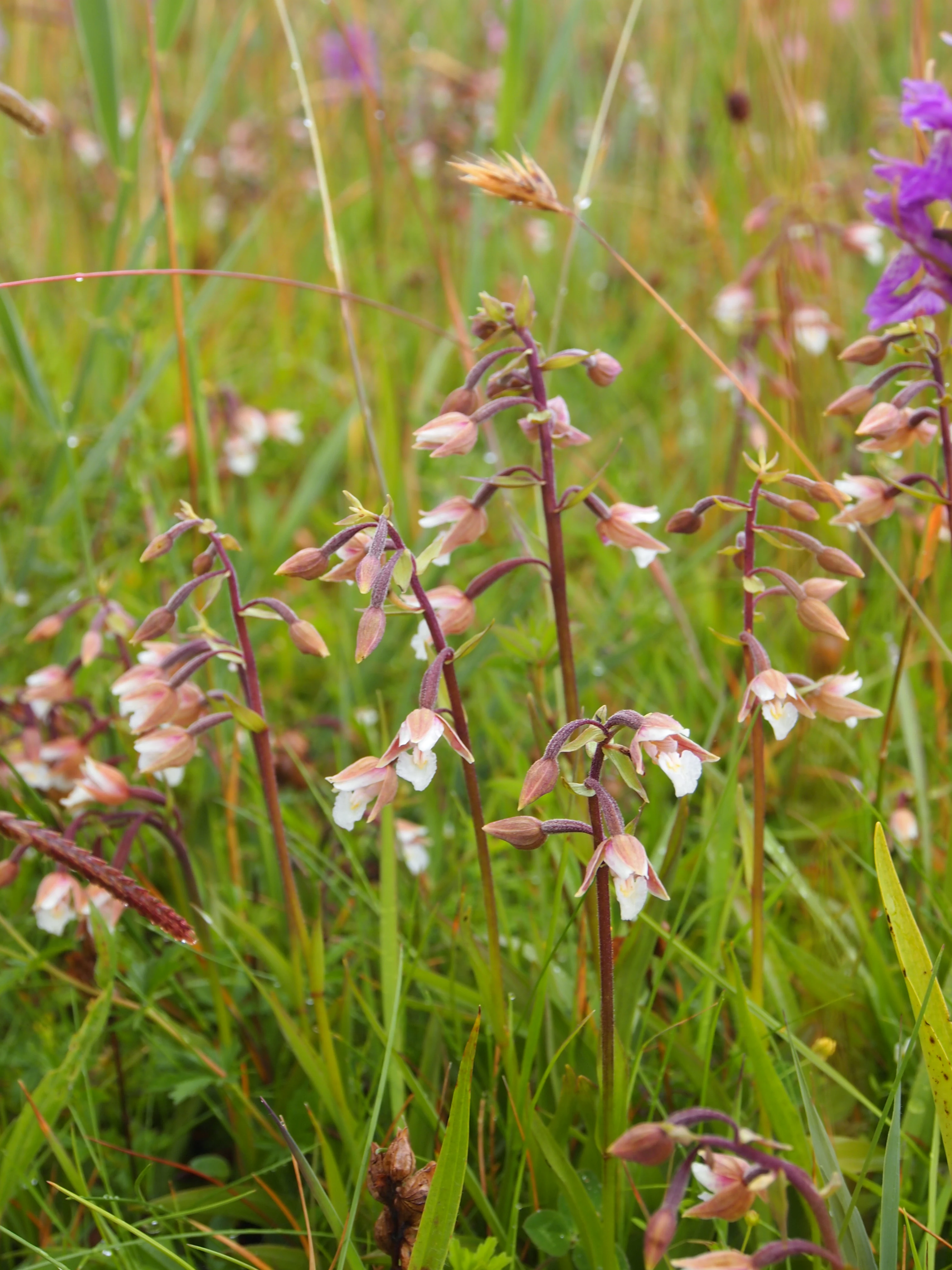 Close-up of pink and white orchids among tall green grass