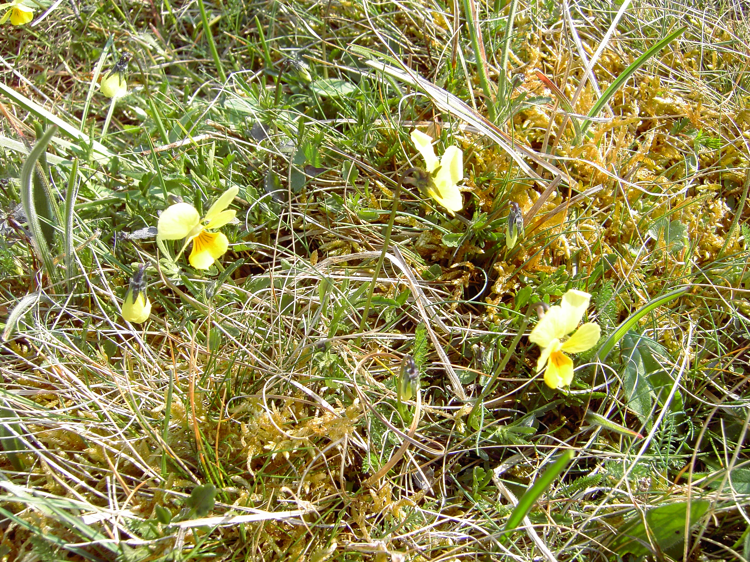Several small yellow flowers, known as calamine violets, growing amongst dry grass and low-lying vegetation.