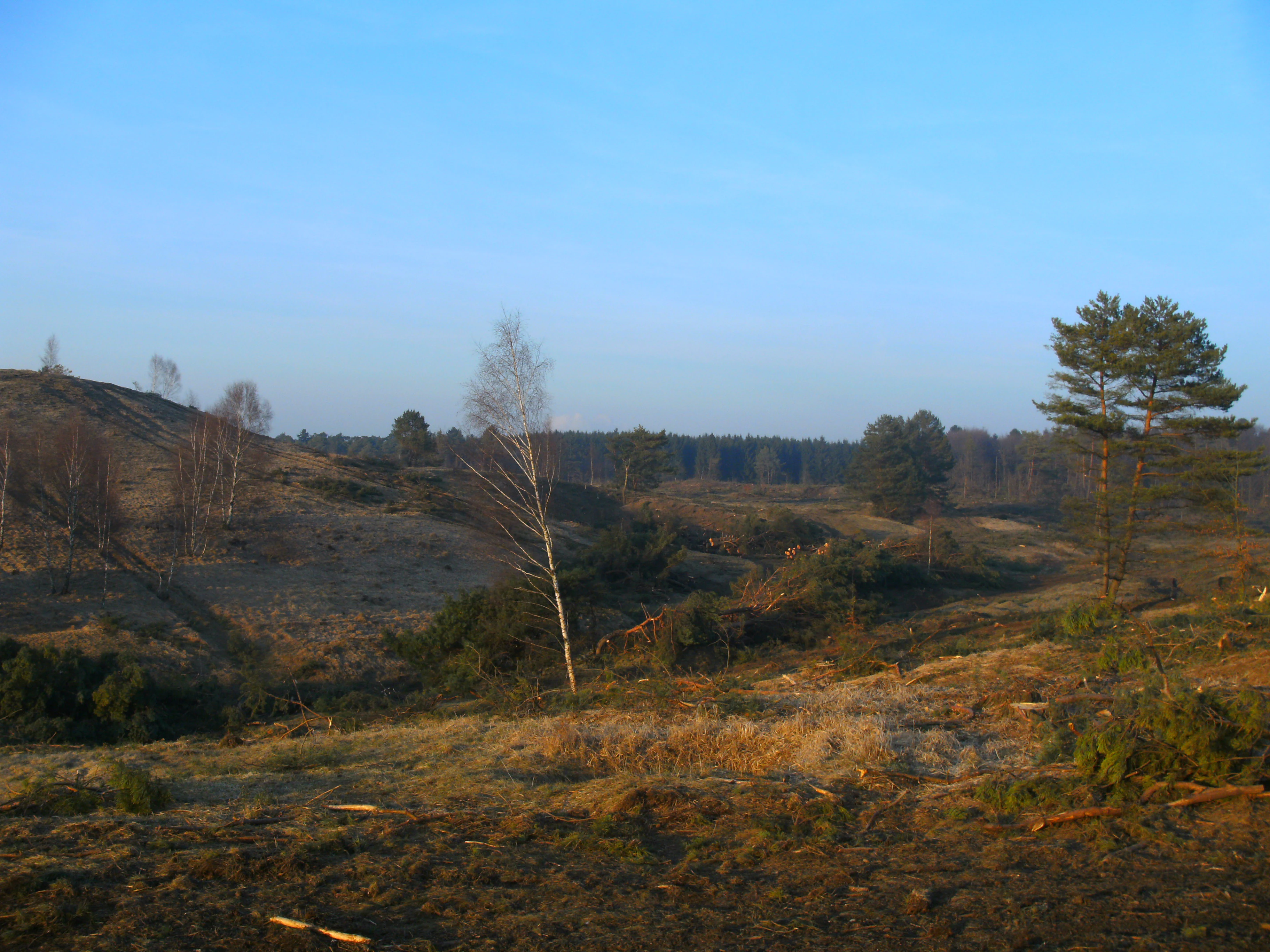 A wide, outdoor landscape shot of a hilly, partially cleared terrain with sparse trees and shrubs under a clear blue sky, indicative of ecological restoration.
