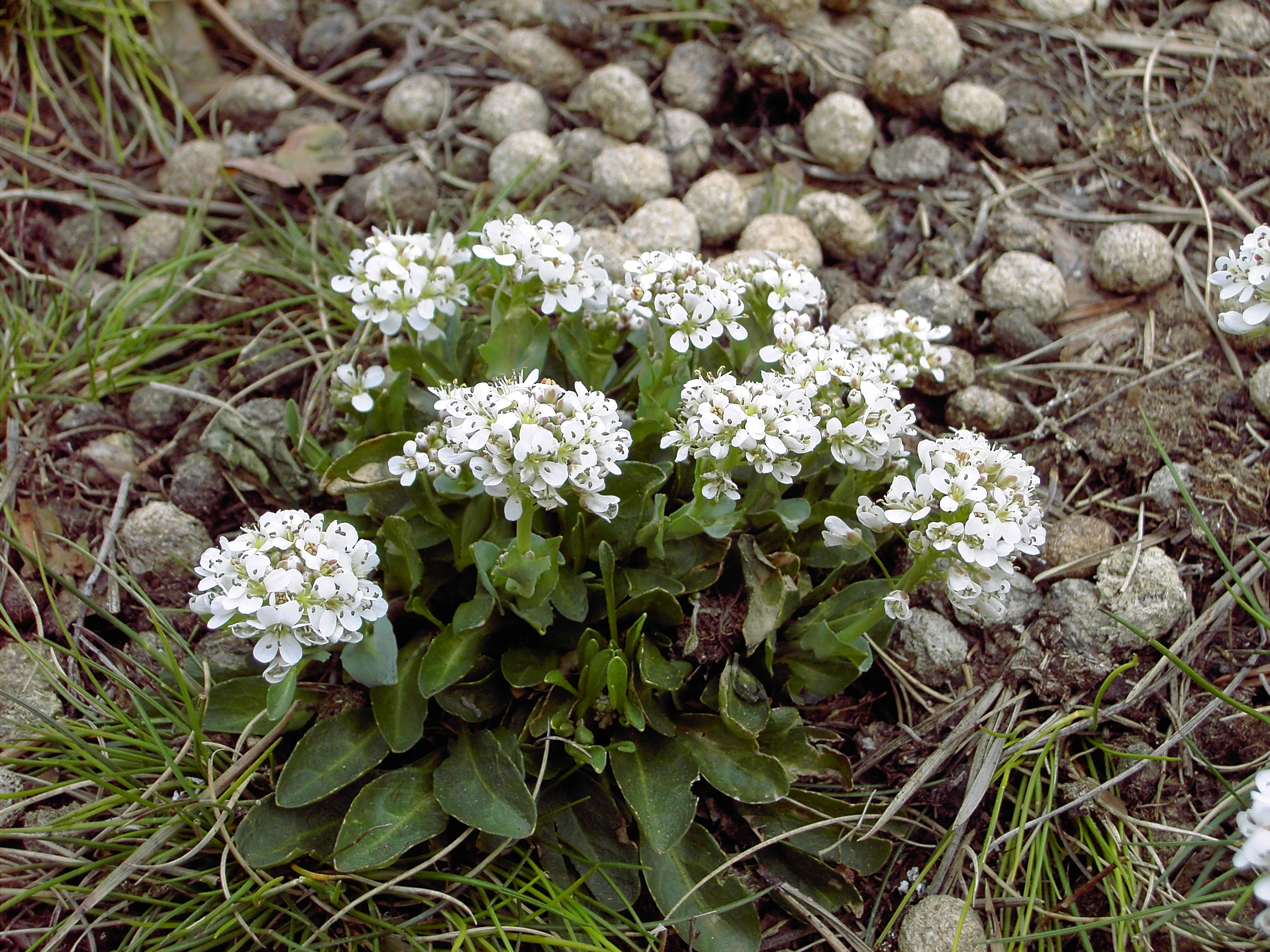 A close-up view of small white flowers known as Noccaea caerulescens growing from rocky, pebble-covered soil among scattered grasses.