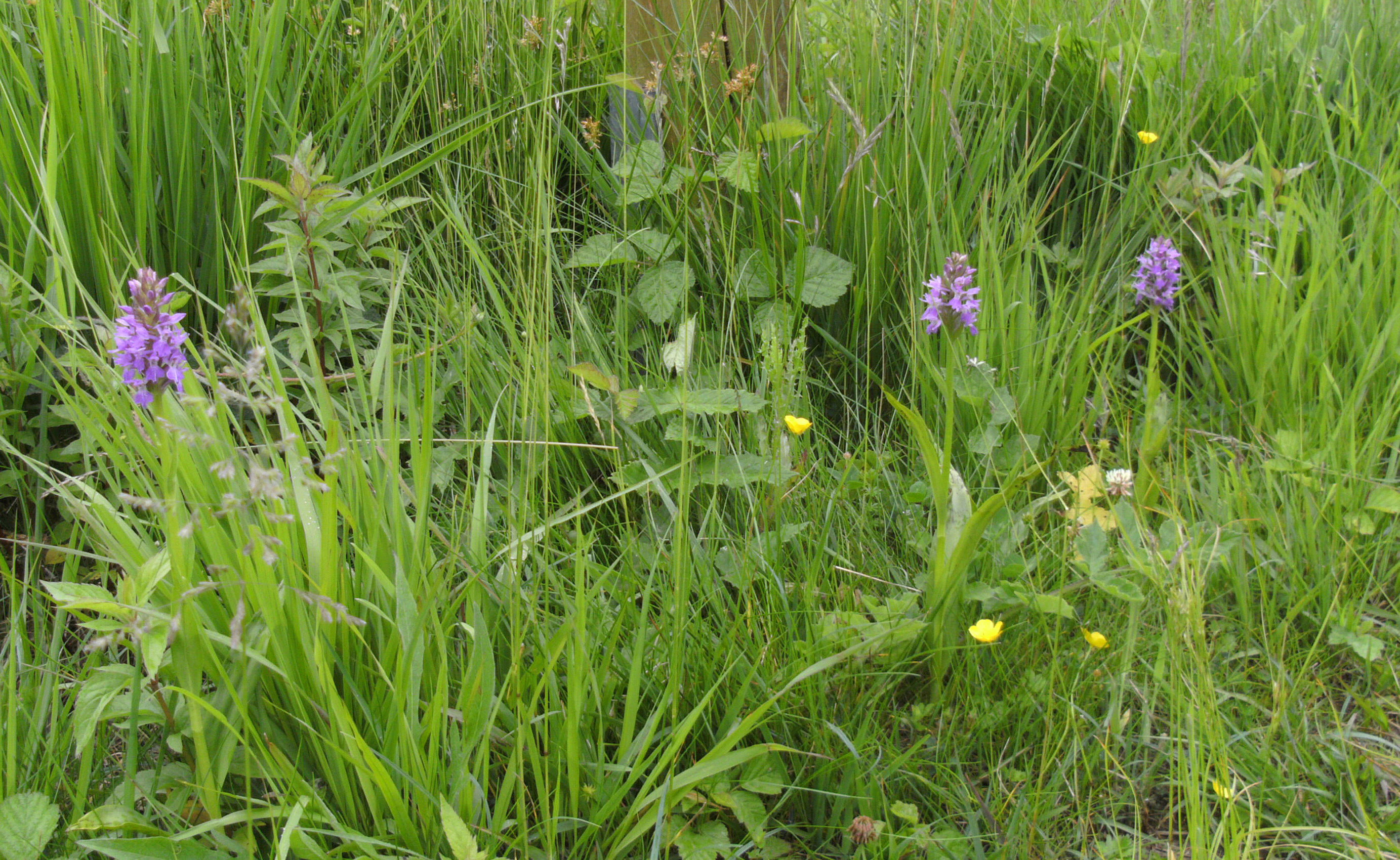 Several purple flowering orchids growing amidst tall green grass and smaller yellow wildflowers.