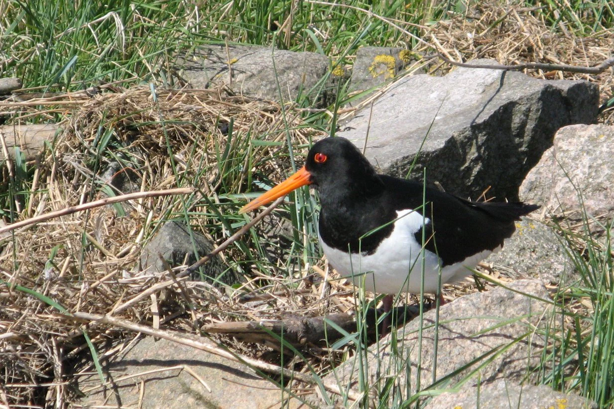 Black and white bird with bright orange beak standing among rocks and grass