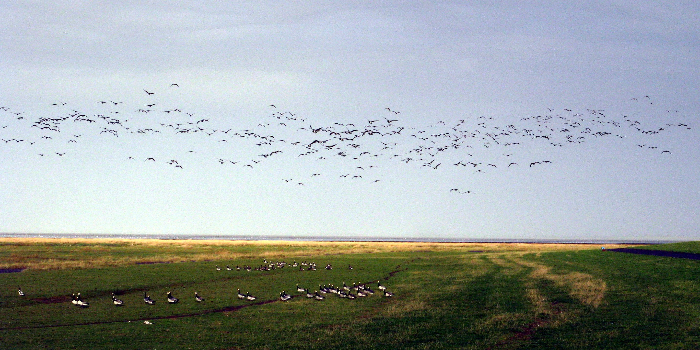 Aerial view of barnacle geese flying over salt marshes with a distant horizon line under a partly cloudy sky