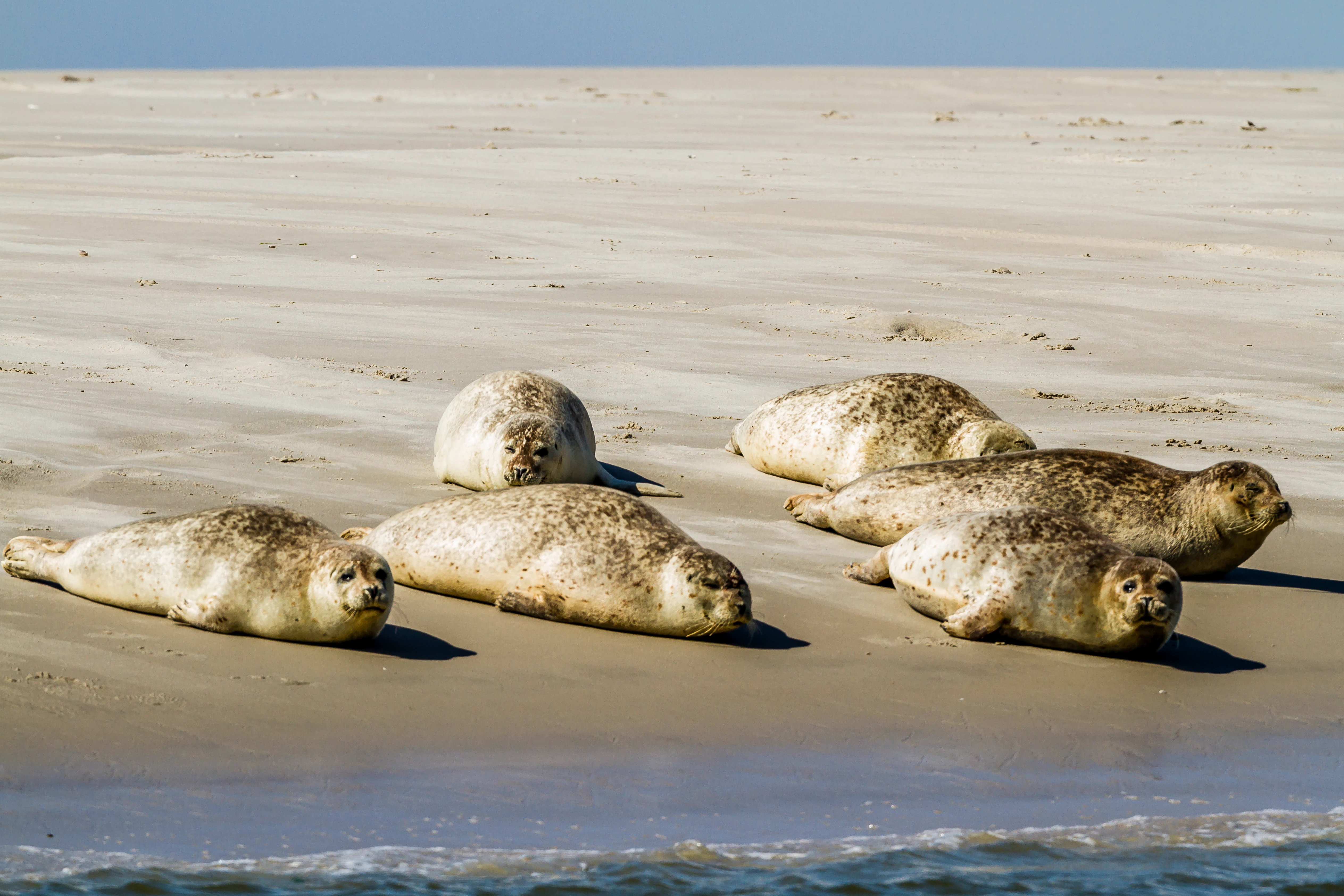 Five seals resting on a sandy beach with shallow water in the background
