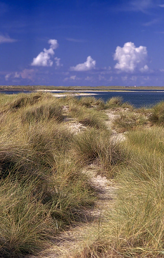 Grassy dunes with a sandy path leading to the sea under a blue sky with clouds