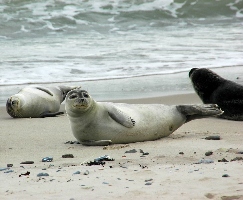 Common seals lying on a sandy beach near the shoreline