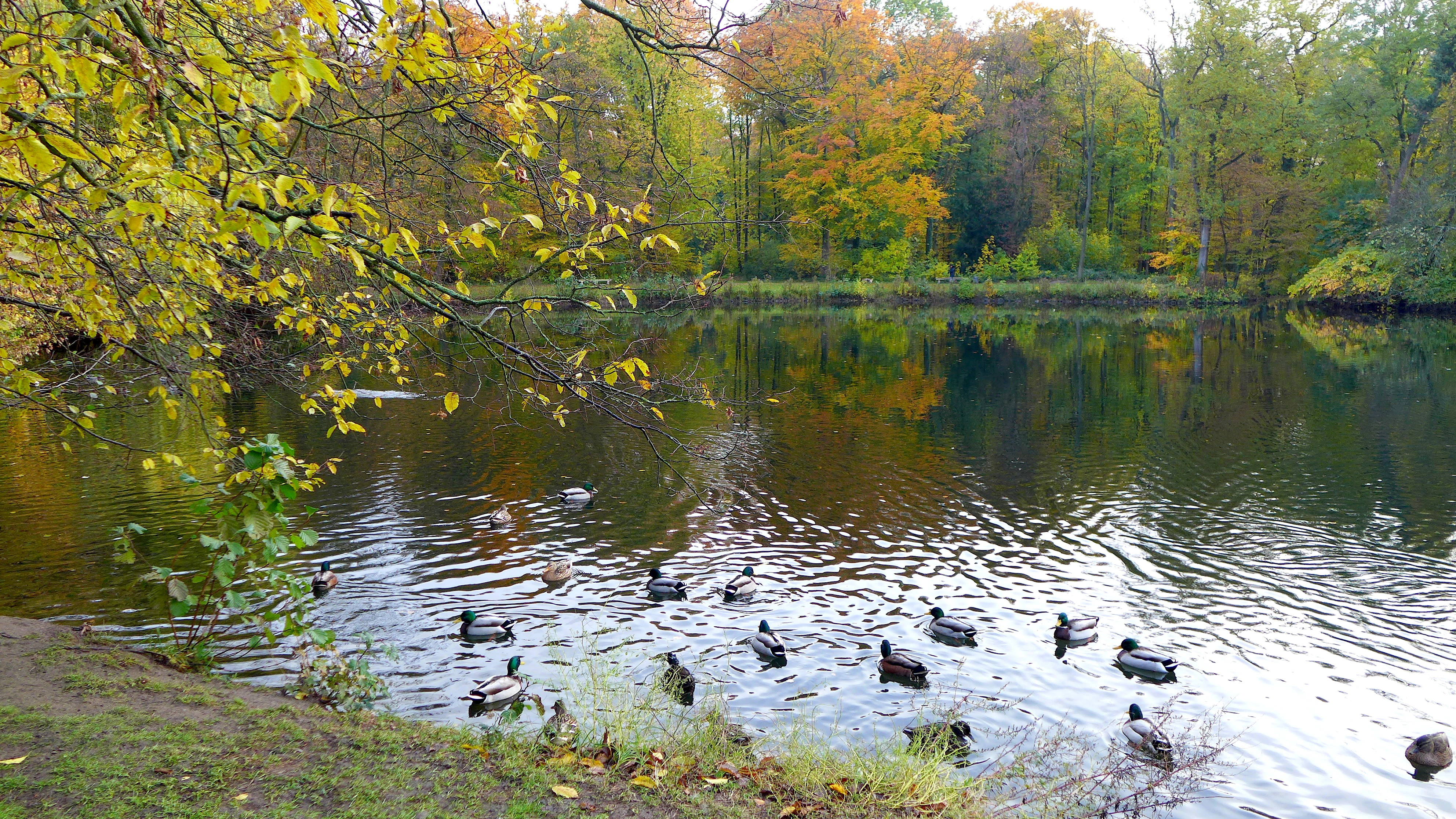 A group of ducks swimming in a calm pond, with autumn-colored trees reflected in the water and overhanging branches in the foreground.
