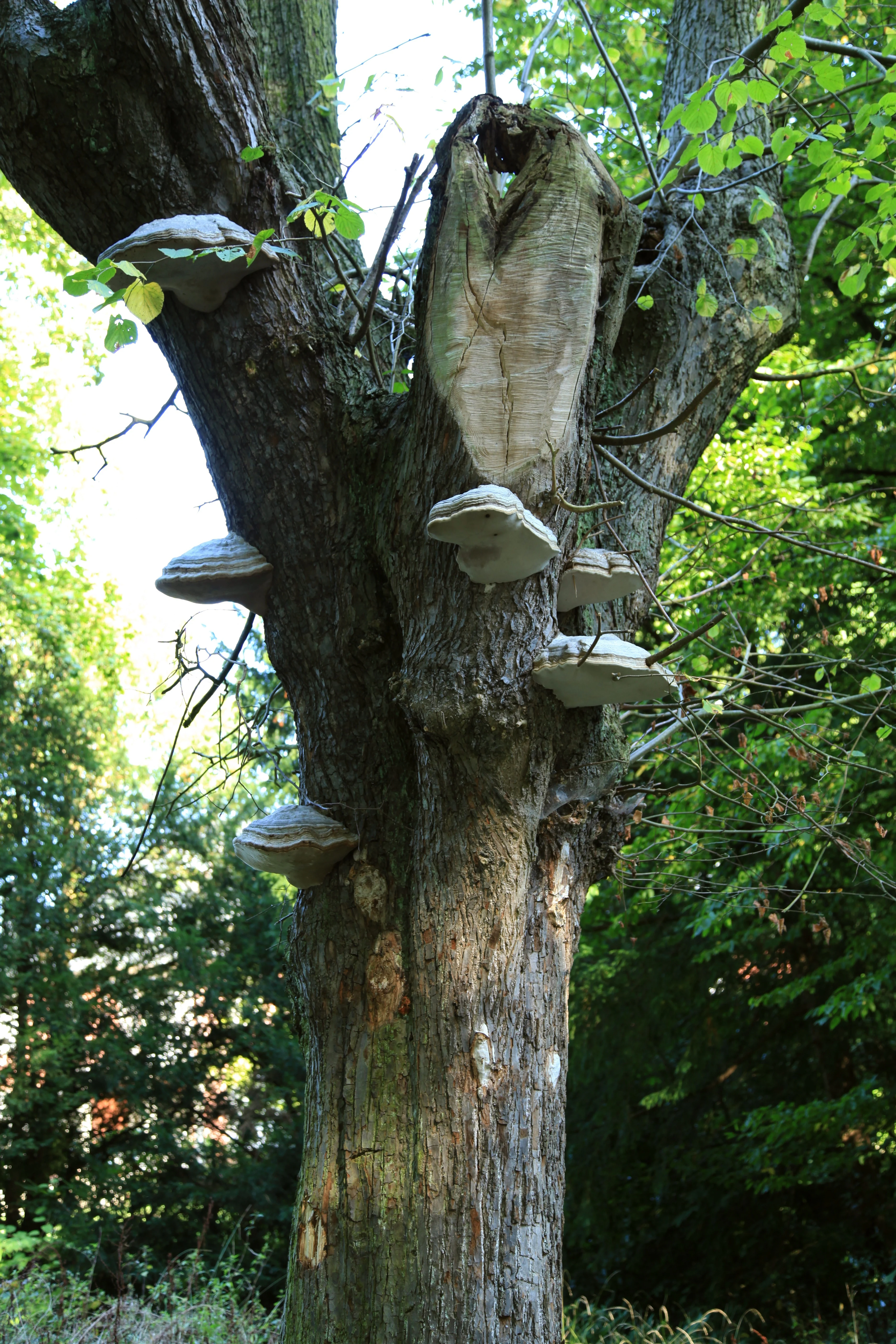 A close-up view of a large tree trunk featuring several shelf fungi attached to the bark, with green foliage visible in the background.