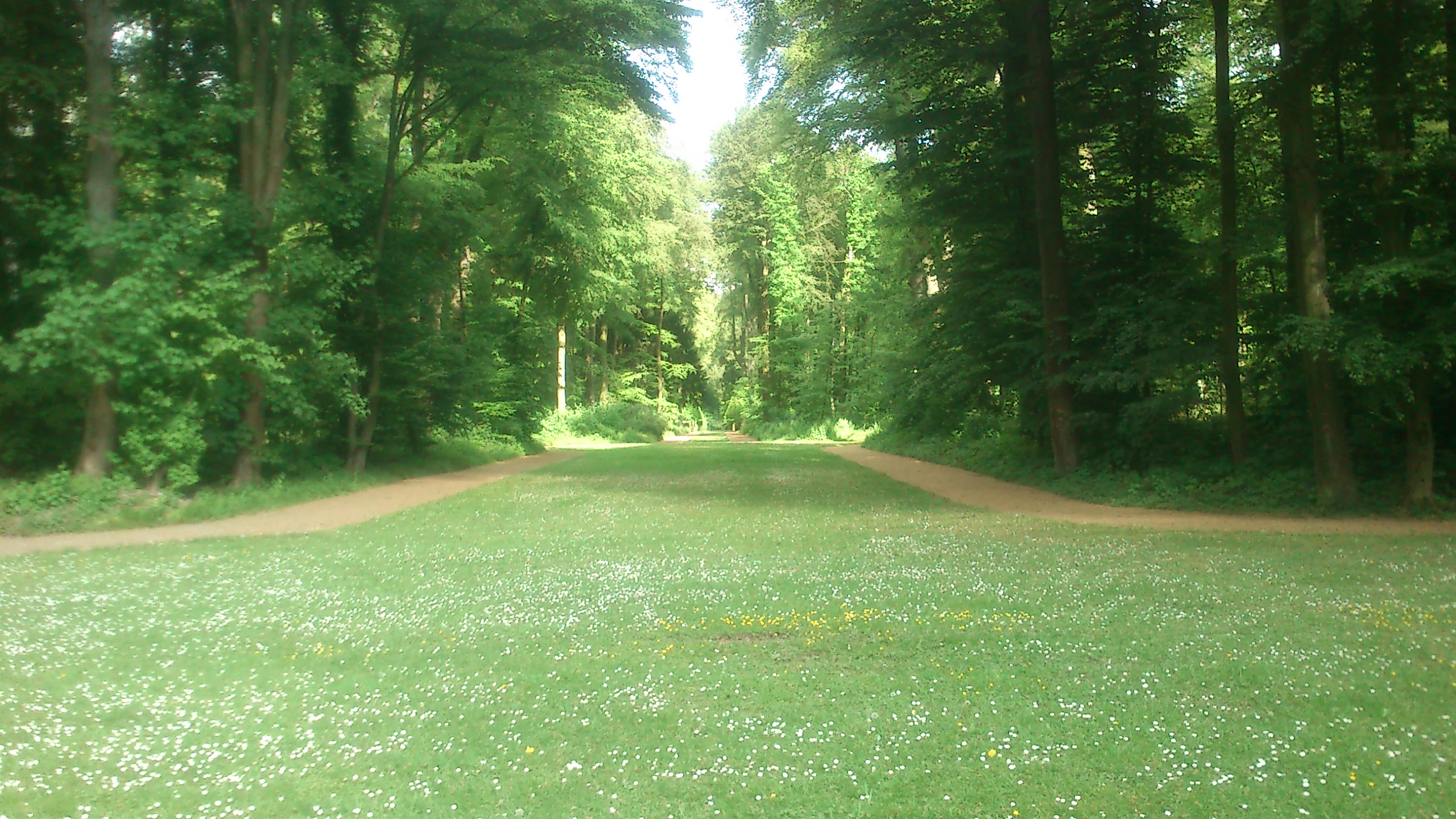 A wide, grassy path leading into a dense green forest, with dirt trails lining both sides of the meadow.