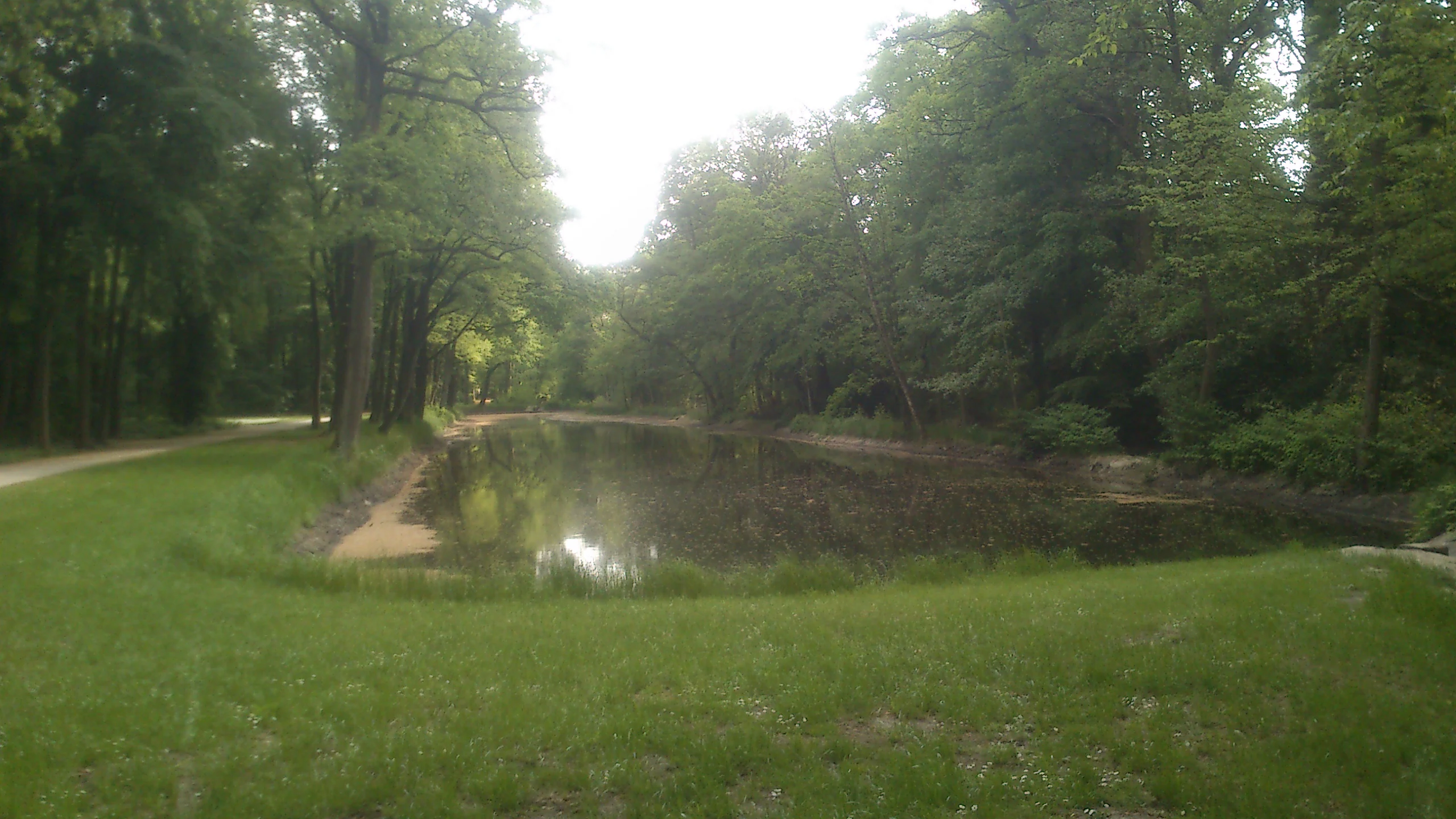 A peaceful pond reflecting surrounding trees under bright, hazy daylight within a forest park setting.