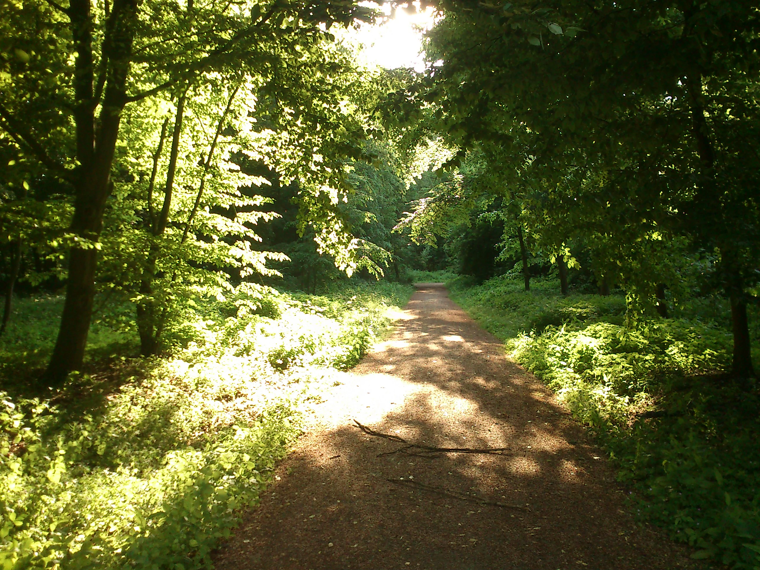 A dirt hiking path leading into a sun-dappled deciduous forest with dense green foliage on both sides.