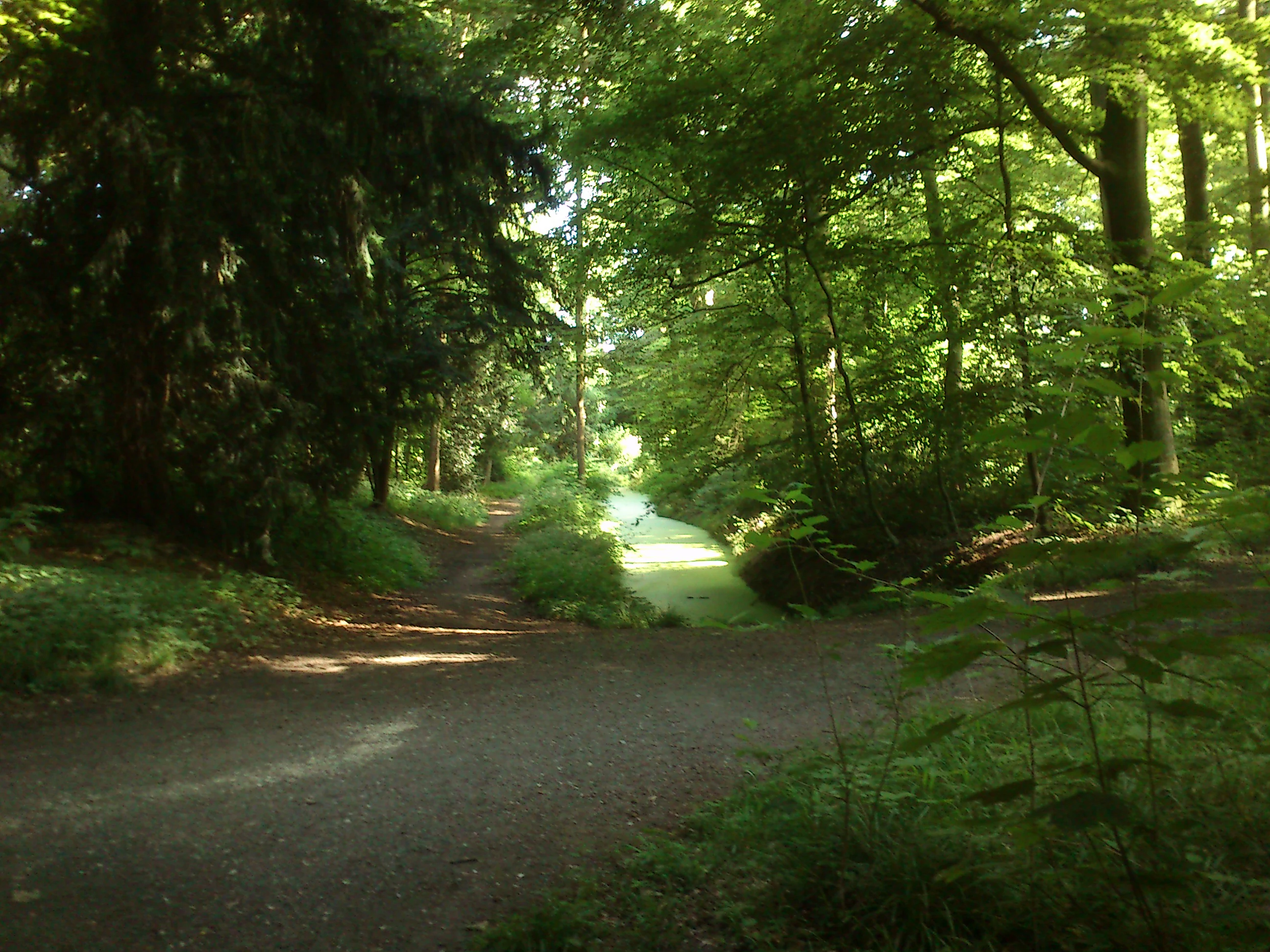 A narrow, green, algae-covered stream winds through a dense, sun-dappled forest, with a dirt path in the foreground.