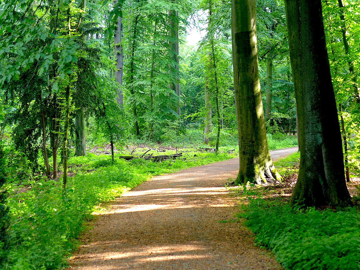 A gravel walking path leads into a dense green forest with tall tree trunks and leafy foliage in Schlosspark Benrath.