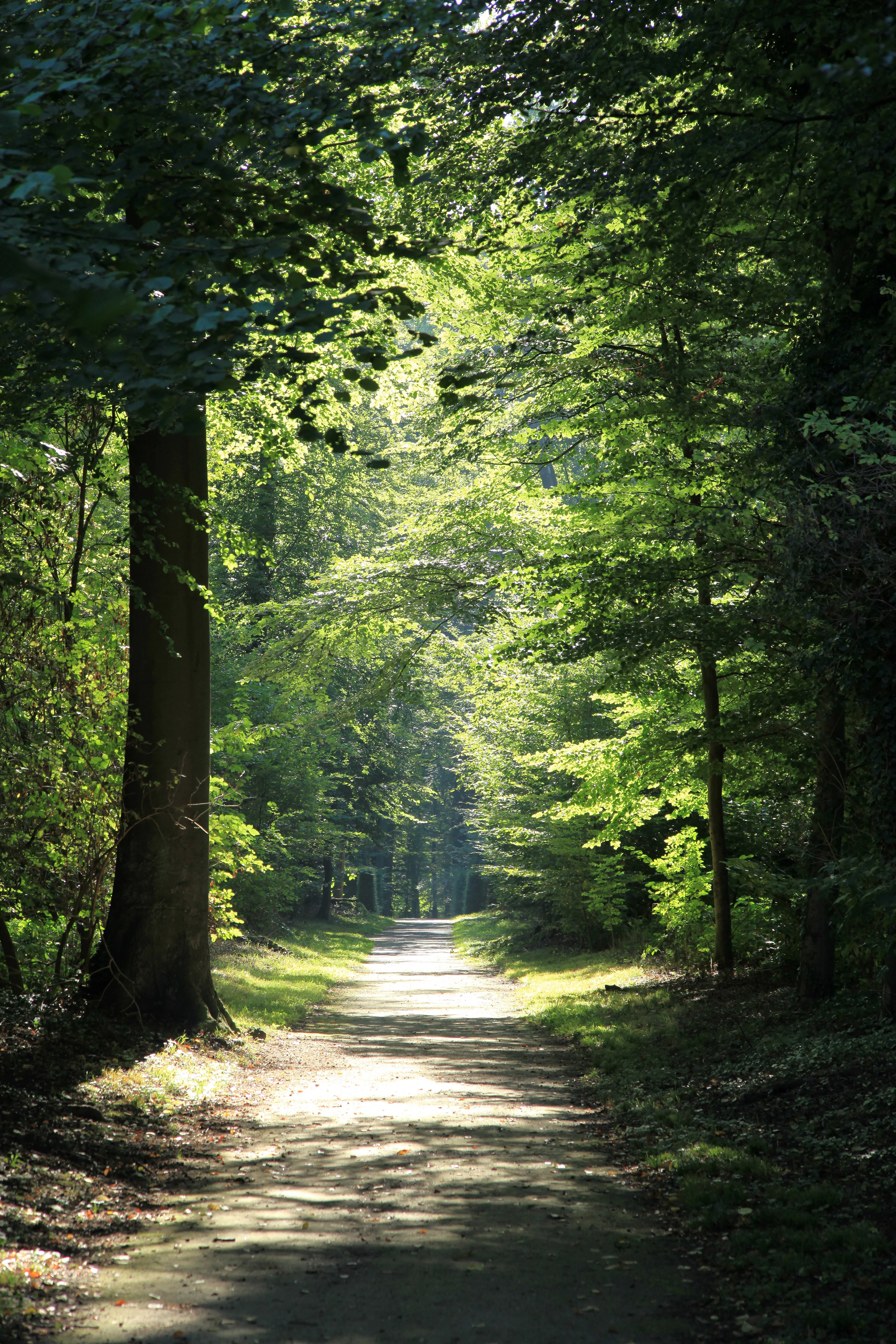 A dirt hiking path leading into a dense, sunlit forest with large deciduous trees and dappled lighting.