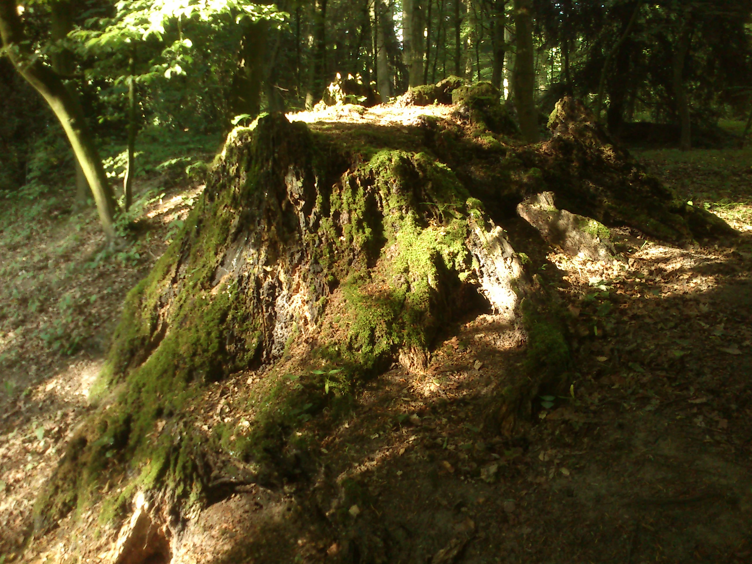 A large, weathered tree stump heavily covered in green moss sits on a forest floor with dappled sunlight filtering through the trees.