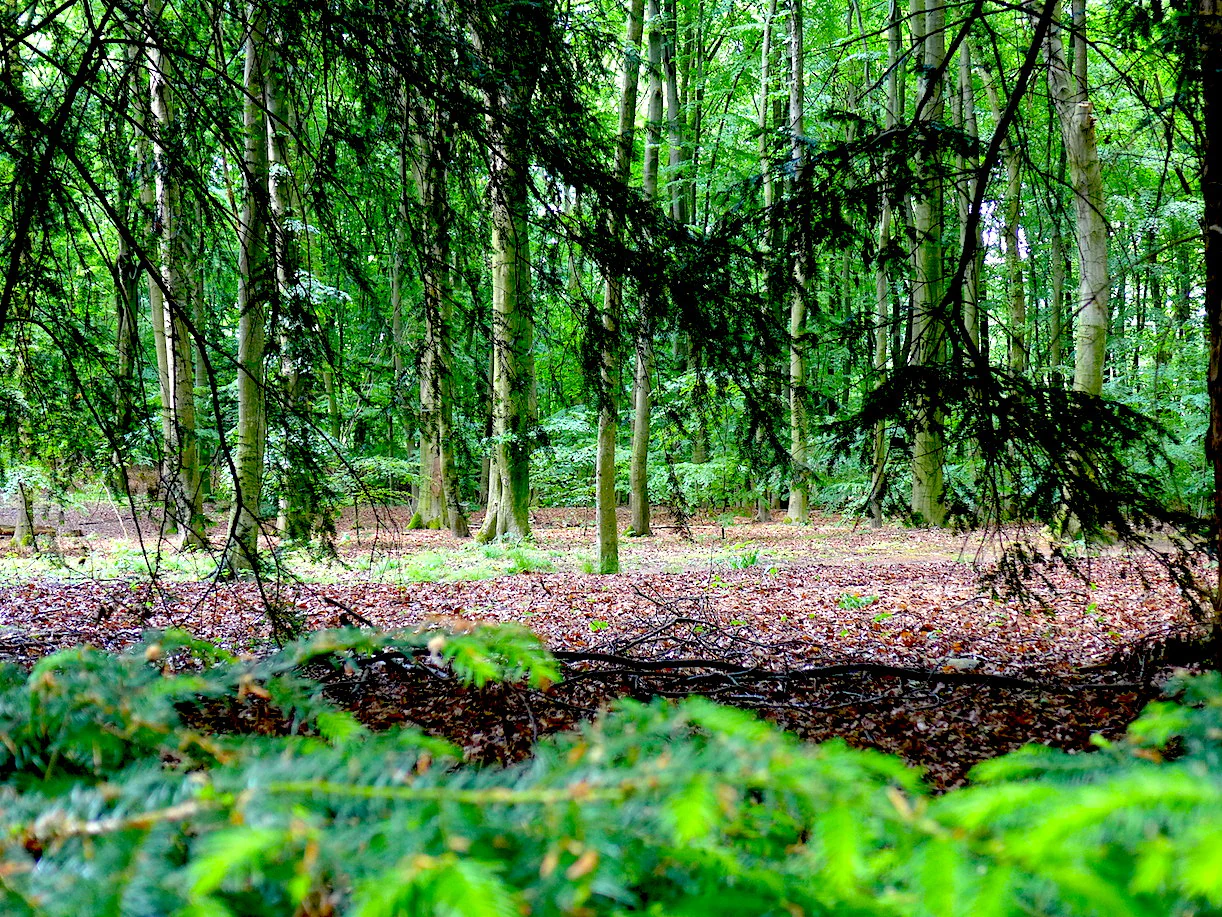 A ground level view of a lush green forest with mature trees, showing a bed of fallen brown leaves on the ground and soft-focus evergreen branches in the immediate foreground.