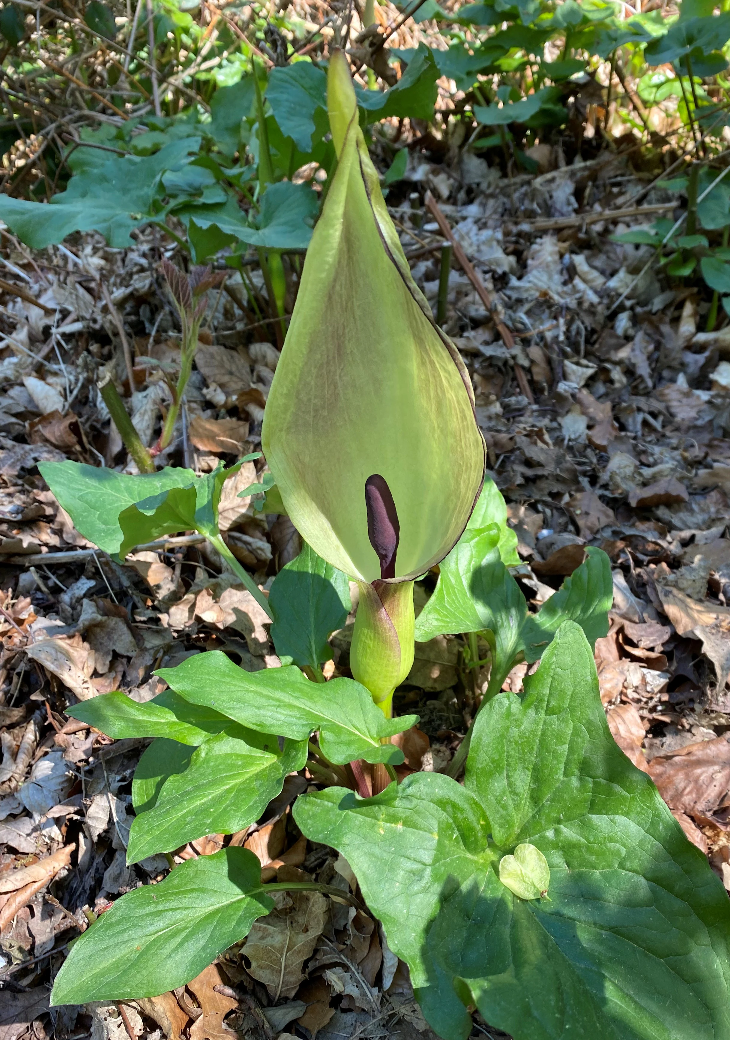 A close up view of an Arum maculatum flower with a pale green spathe and dark purple spadix growing from the forest floor.