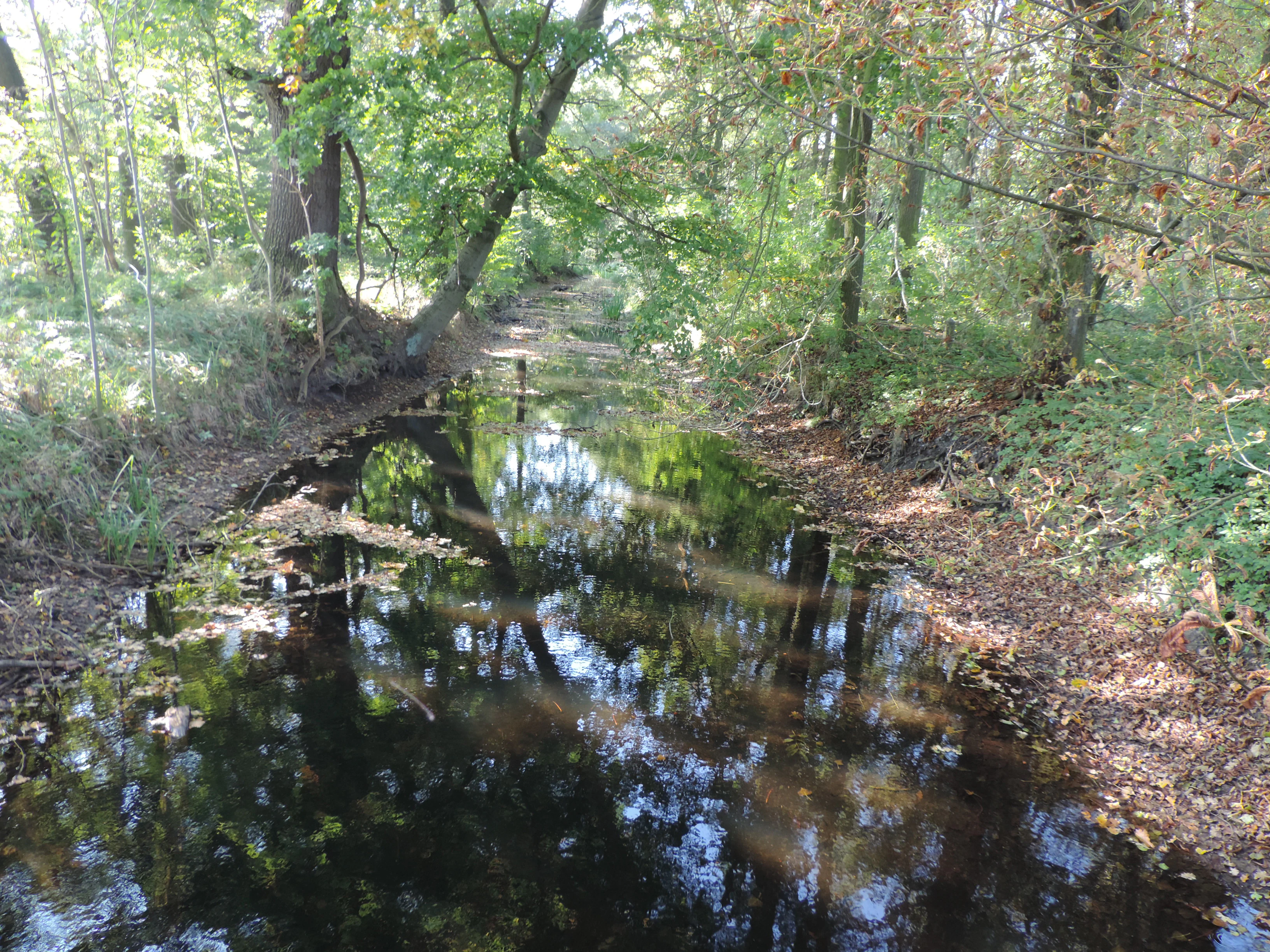 Hammerfliess in Schobendorfer Busch