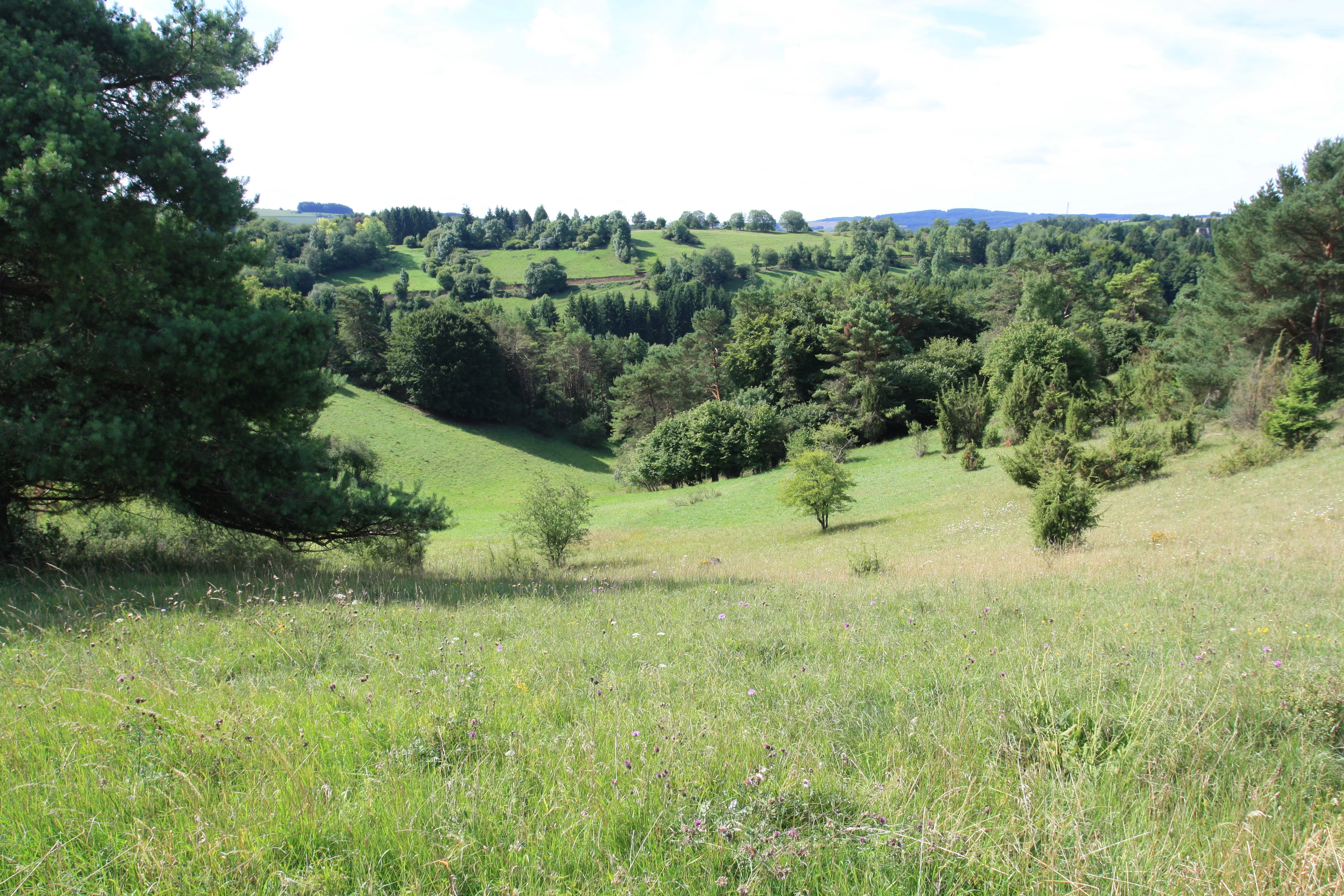 A wide, eye-level view of a green valley with meadows and patches of trees, showing the undulating limestone landscape characteristic of the region.