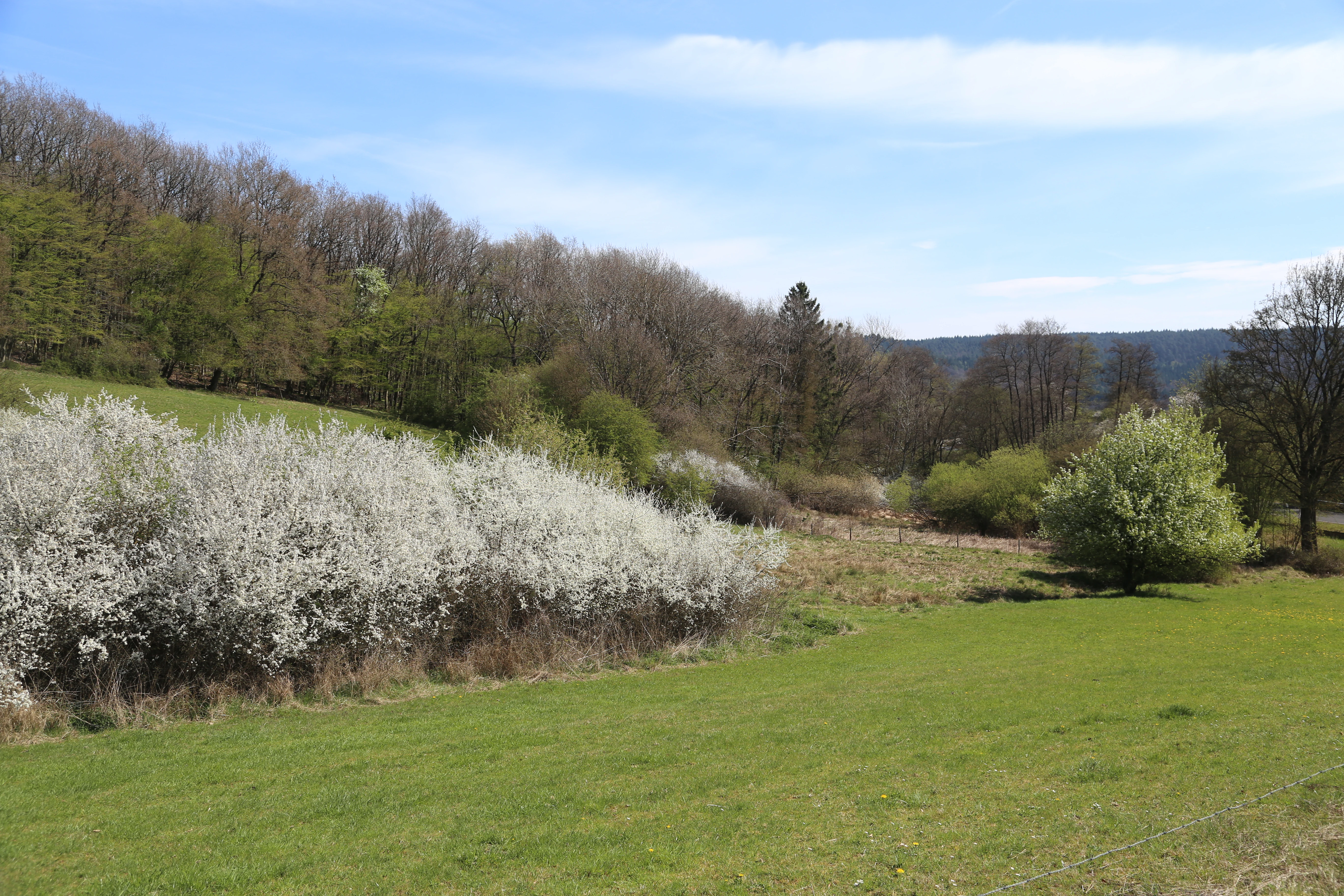 A green meadow in the foreground leads toward a line of flowering white blackthorn bushes with a forest-covered hillside in the background under a blue sky.