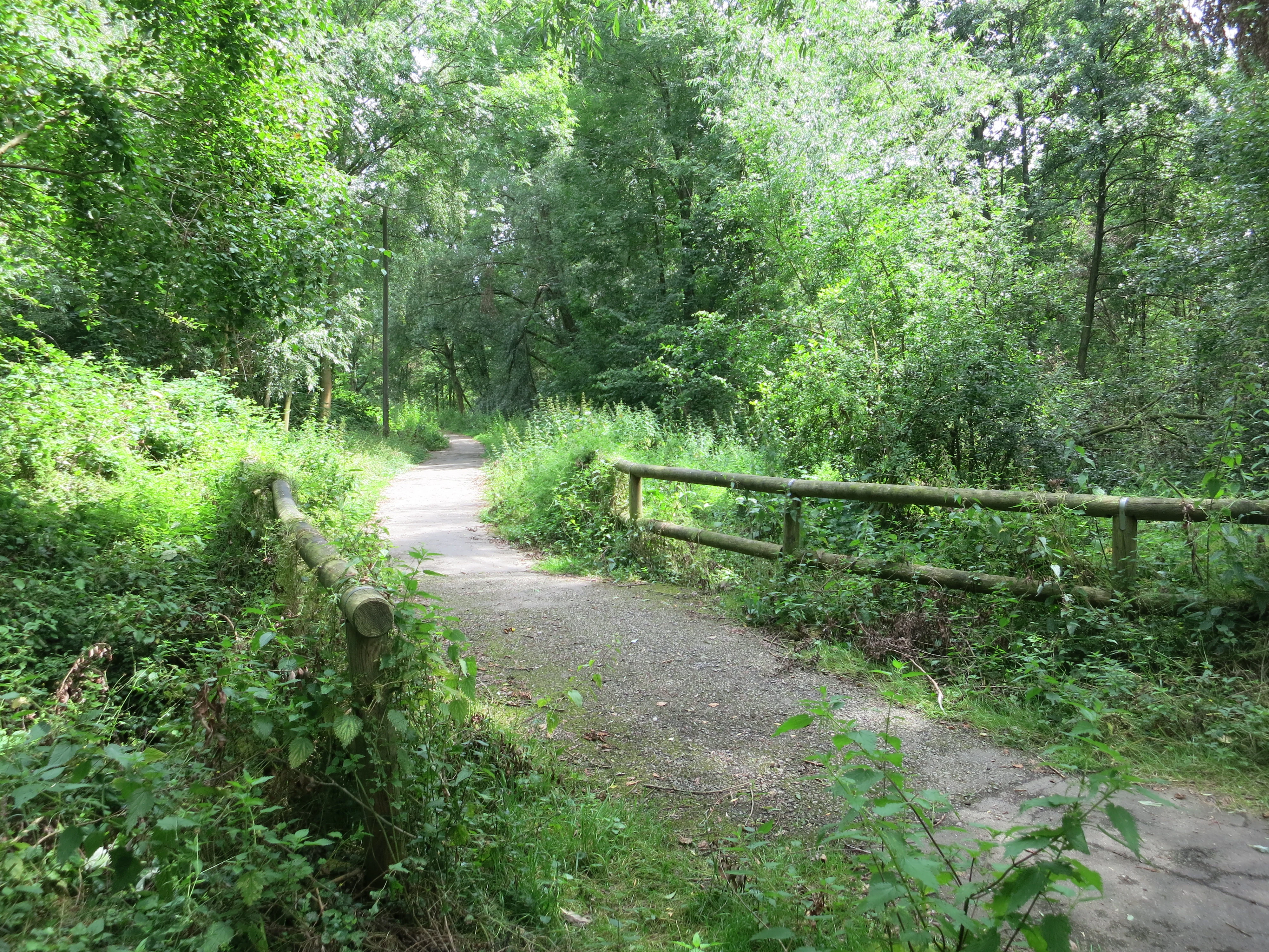 Un sendero de grava cruza un pequeño puente de madera en un frondoso bosque verde.