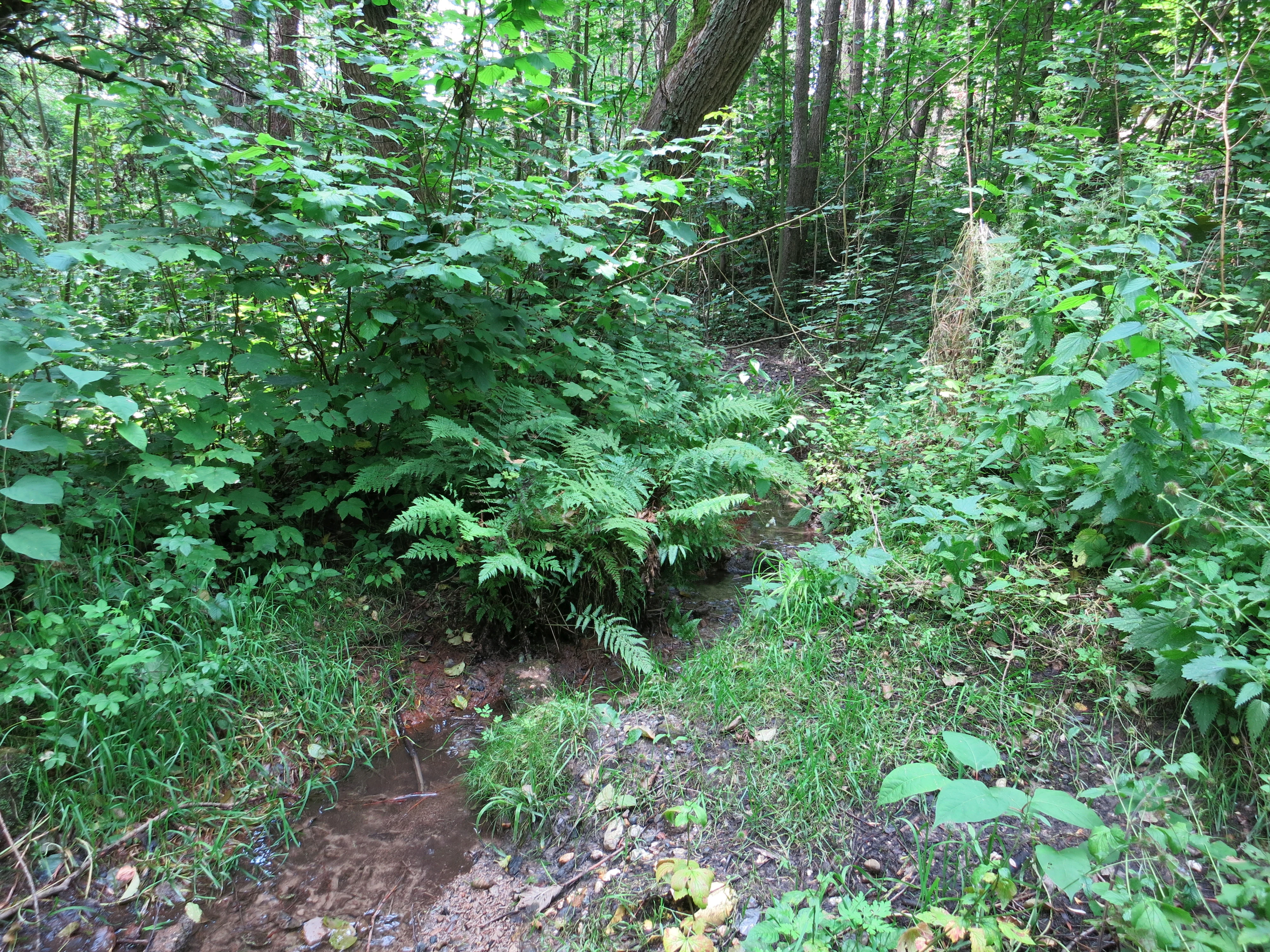 Un pequeño arroyo fluye a través de un denso follaje verde y el sotobosque de un bosque caducifolio.