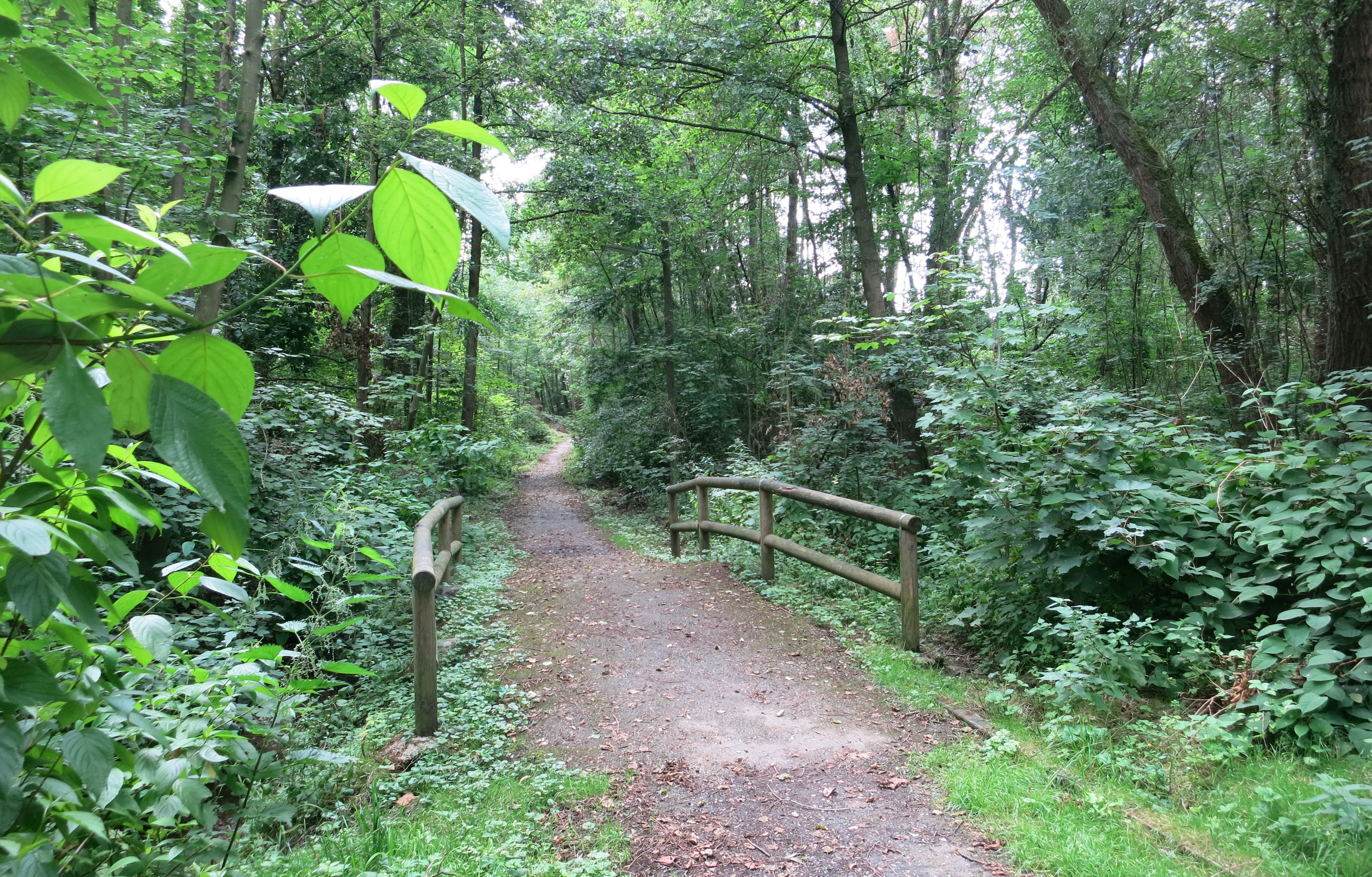 Un sendero de tierra para caminatas se adentra en un denso bosque verde, cruzando un pequeño puente de madera con barandillas sencillas.