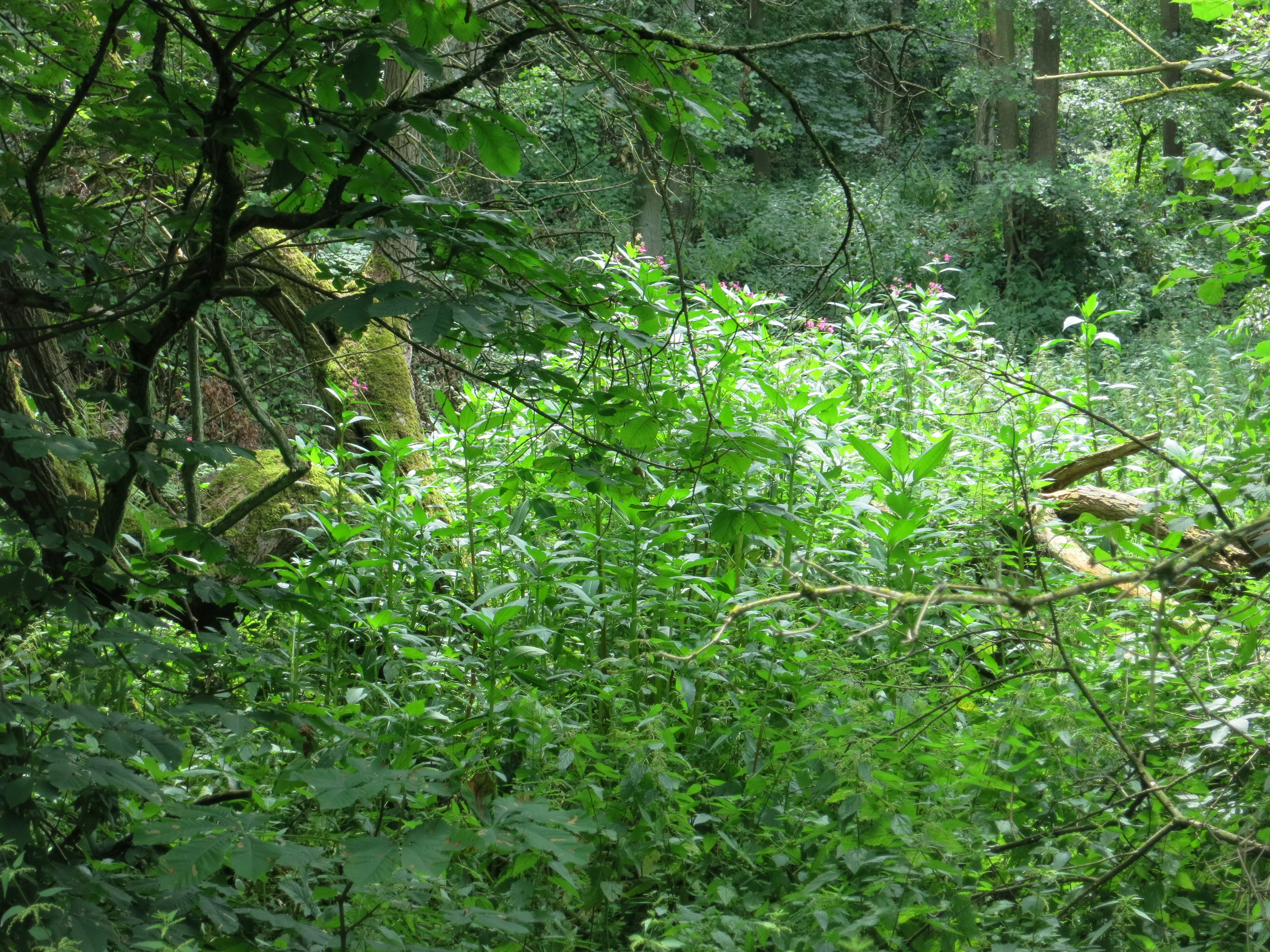 Una vista cercana de la maleza verde y exuberante y la vegetación forestal que rodea la madera muerta caída en una zona boscosa sombreada.
