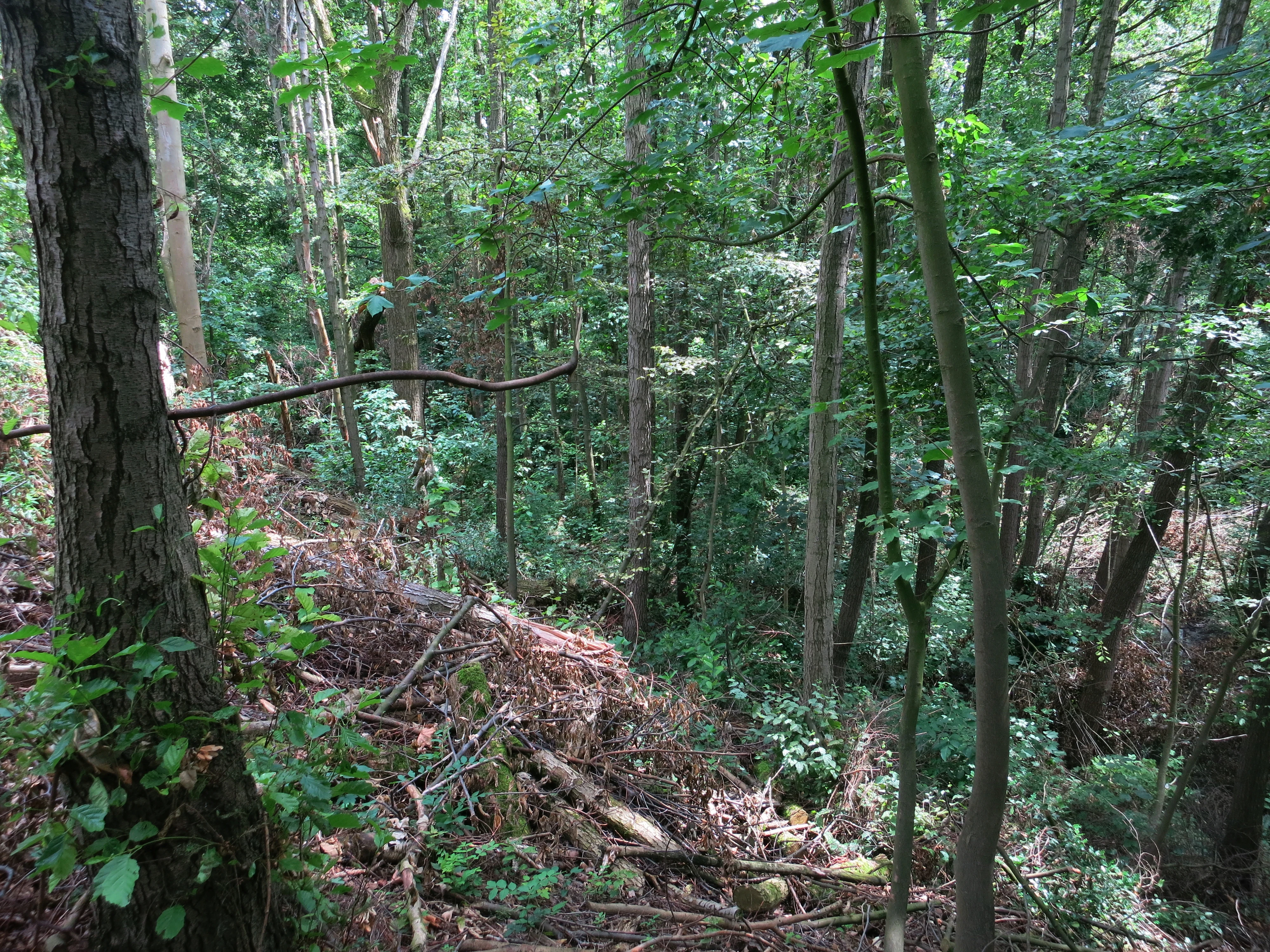 Una vista en ángulo alto que mira hacia un desfiladero de bosque caducifolio verde y denso, con una pendiente pronunciada en primer plano y árboles abundantes.