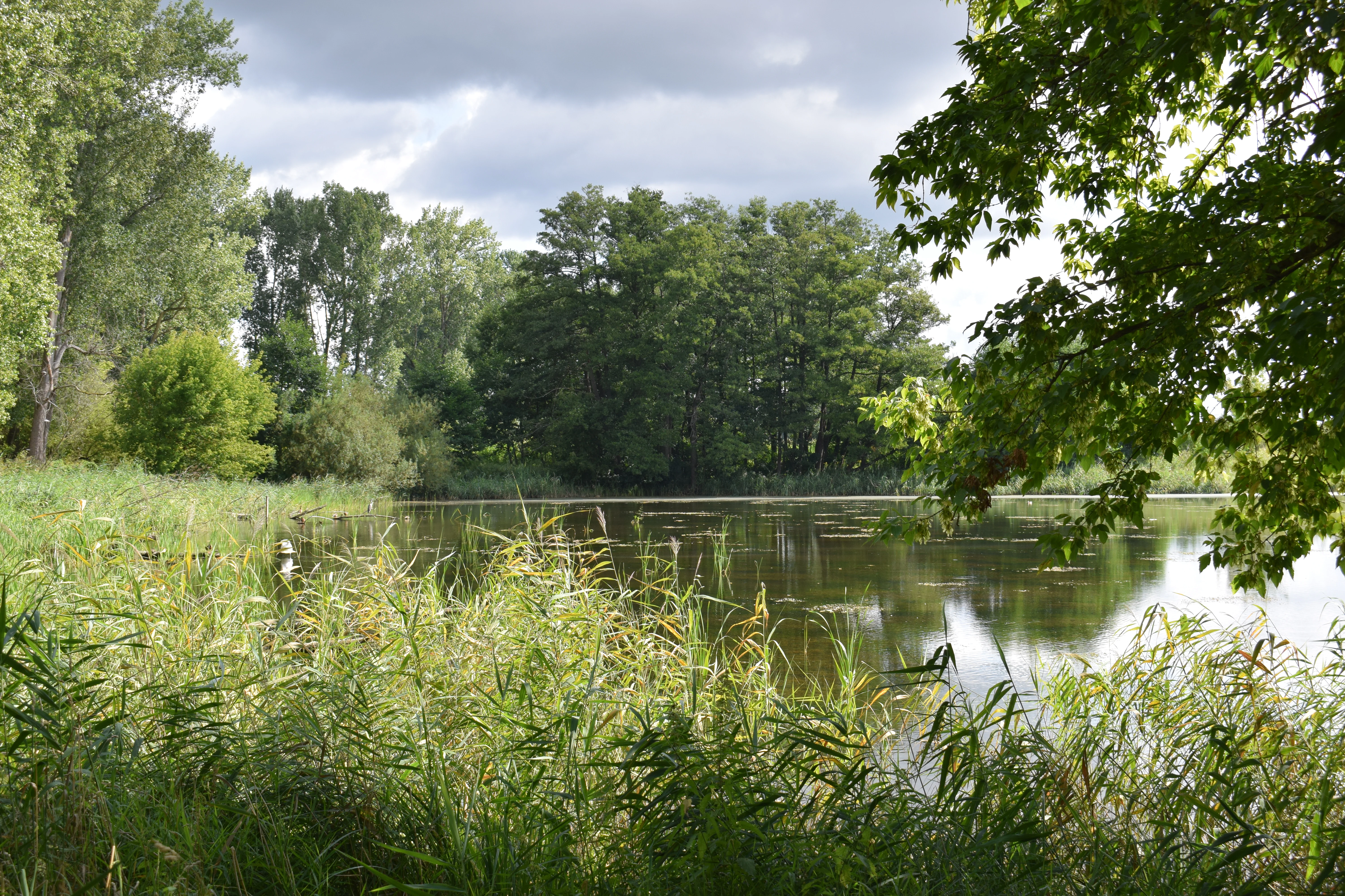 A calm, tree-lined pond surrounded by dense green reeds and deciduous forest under a partly cloudy sky.