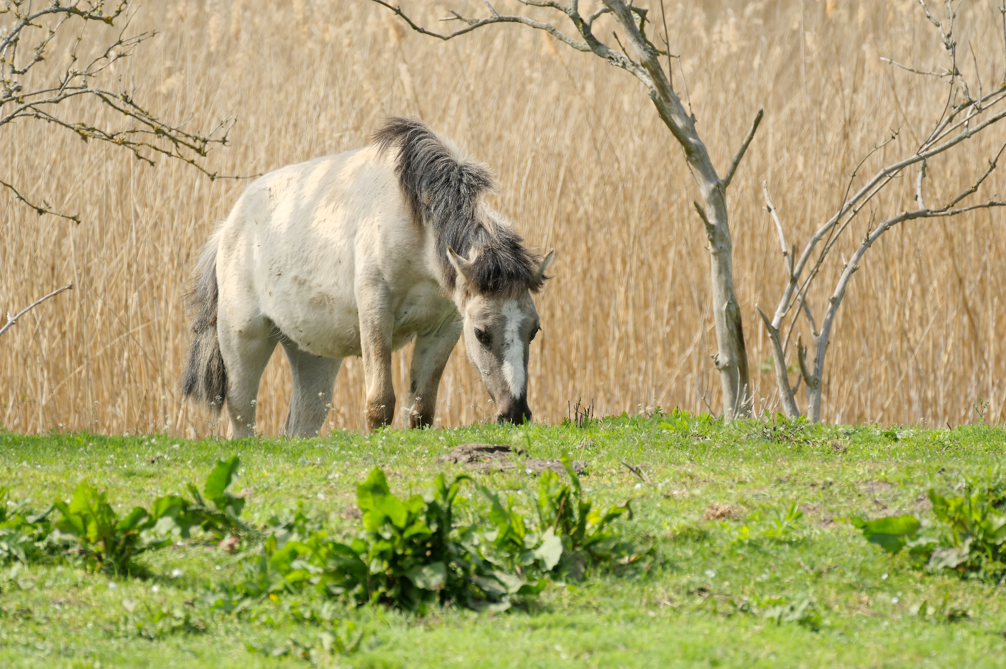 A pale Konik horse grazing on green grass with a background of dry reeds.