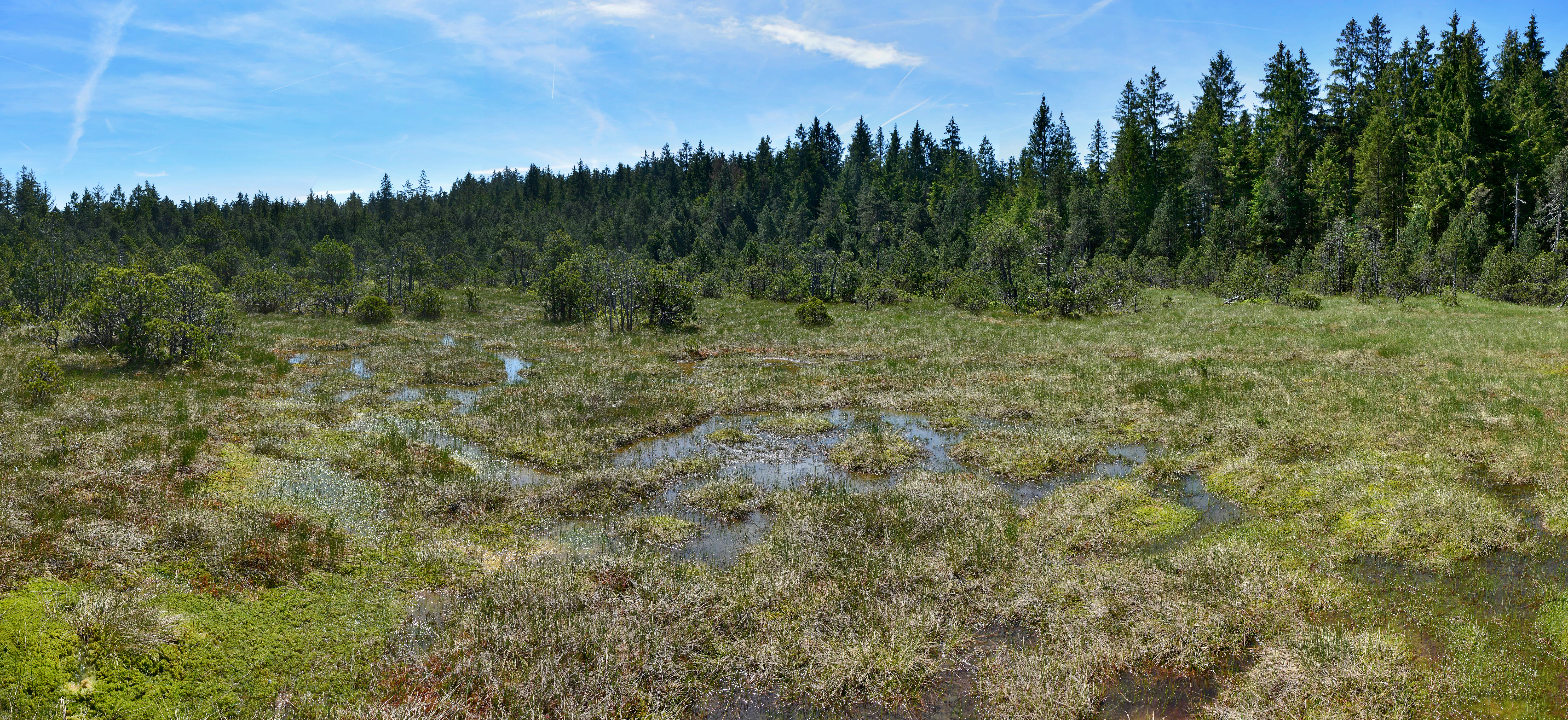 A wide view of the Schönleitenmoos bog, characterized by low-lying wetland vegetation, small meandering water channels, and a dense evergreen forest border under a blue sky.